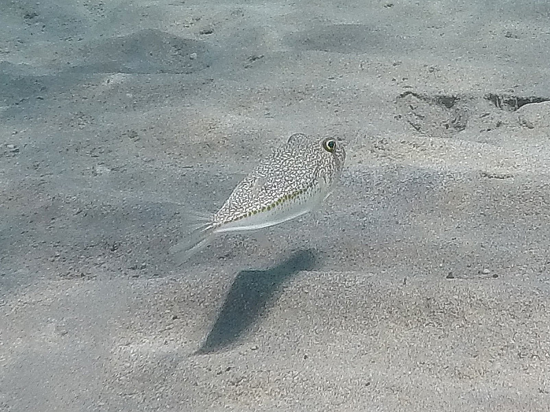 Pesce palla (Torquigener flavimaculosus)