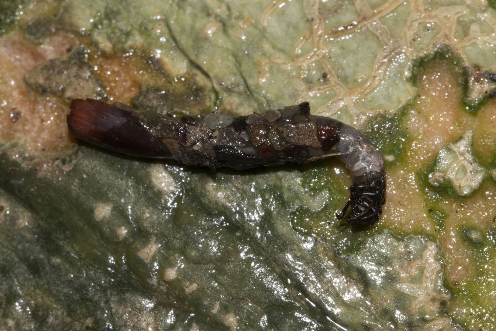 larva di Limnephilidae sp. (cfr.)