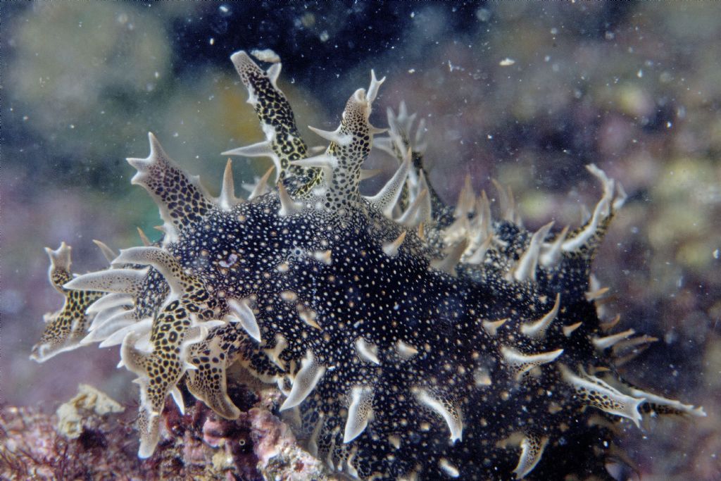 Nudibranco da identificare