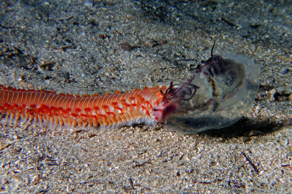 Vermocane che mangia una medusa viva.