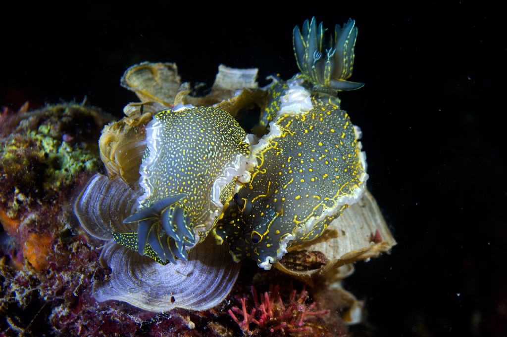 Felimare Picta- mating