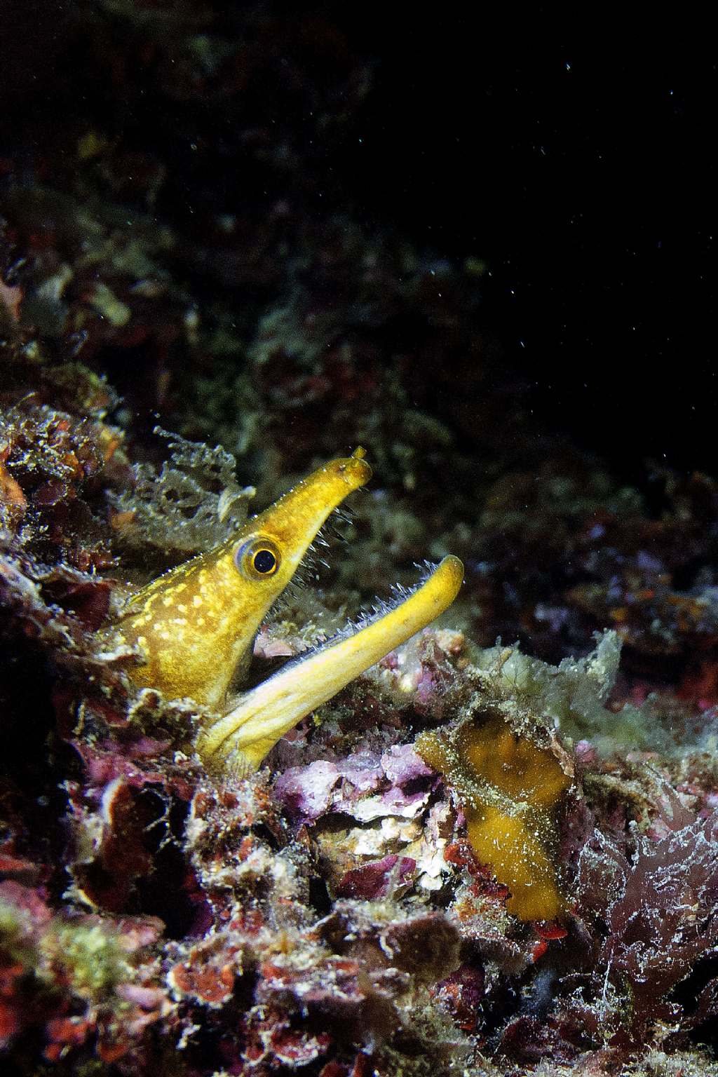 Enchelycore anatina a Porto Badisco (Otranto)