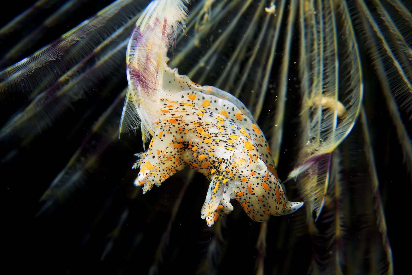 Raccolta di nudibranchi del Mar Piccolo