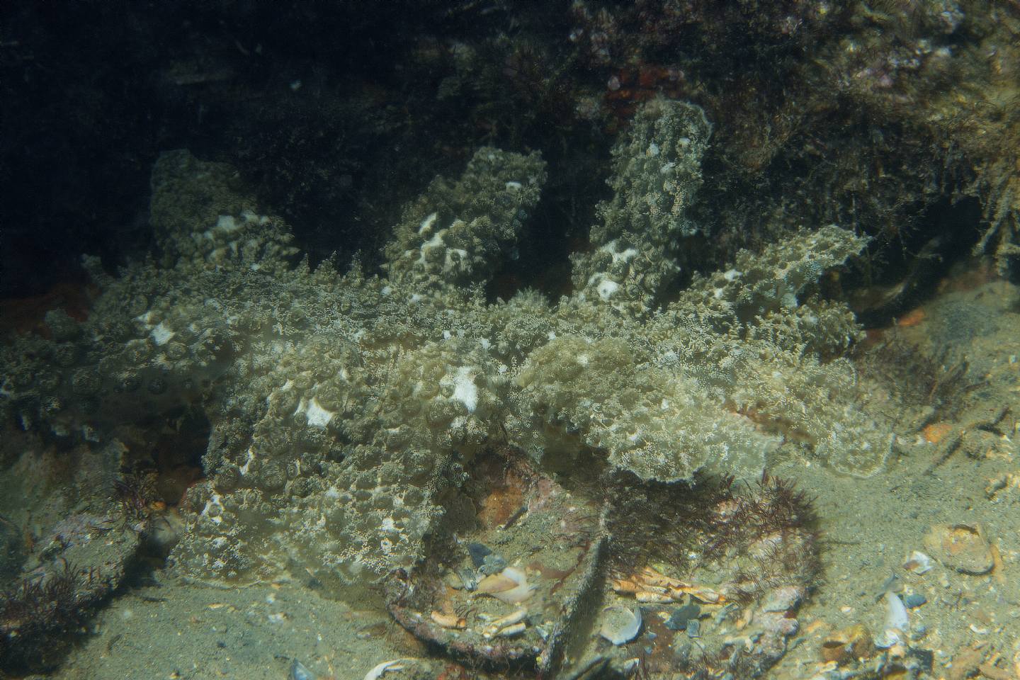 Raccolta di nudibranchi del Mar Piccolo