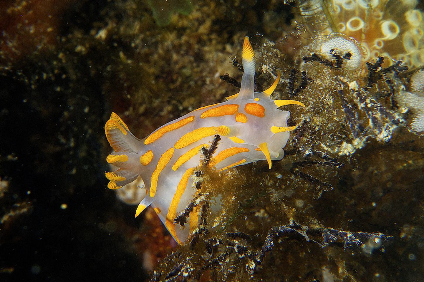 Raccolta di nudibranchi del Mar Piccolo