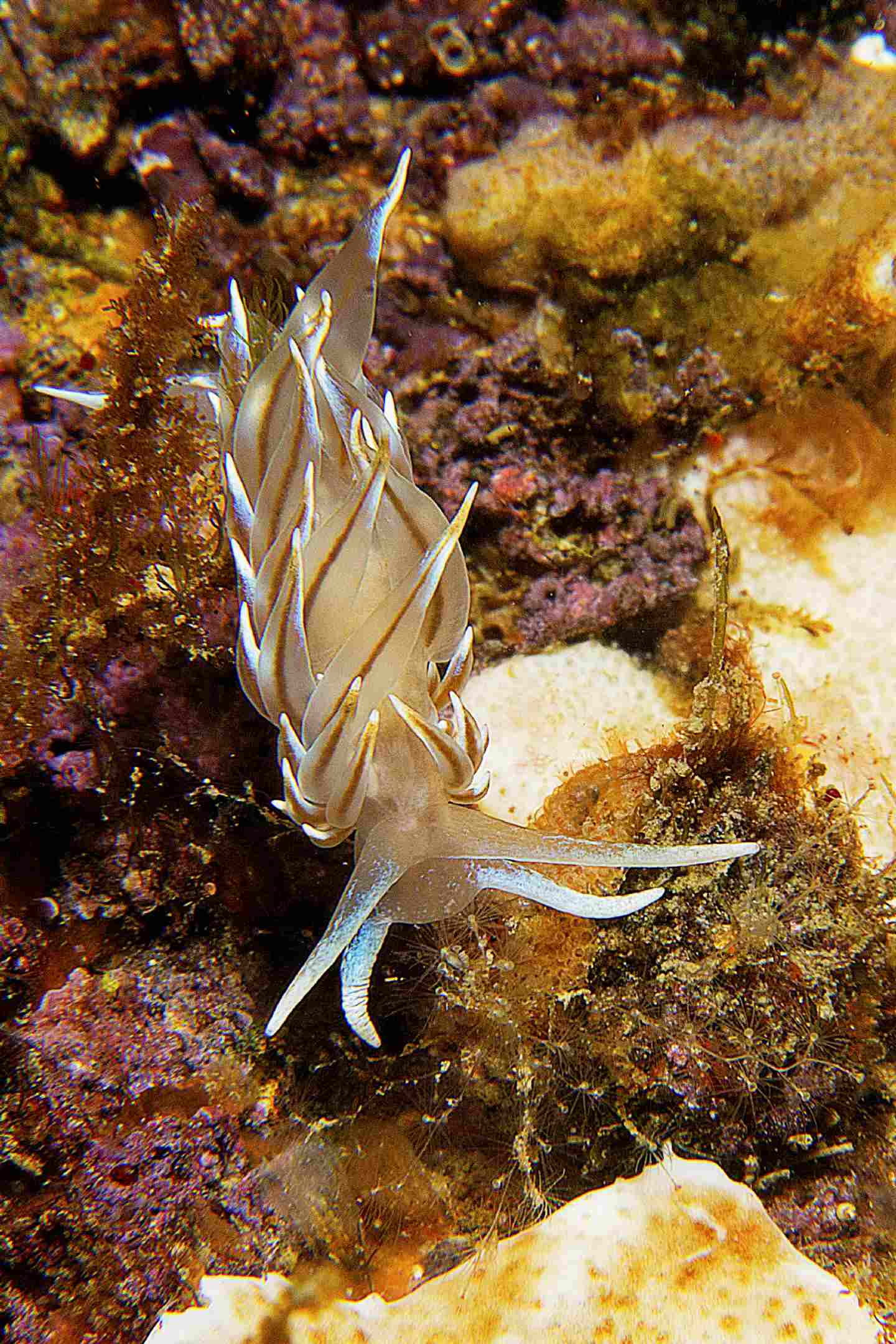 Raccolta di nudibranchi del Mar Piccolo