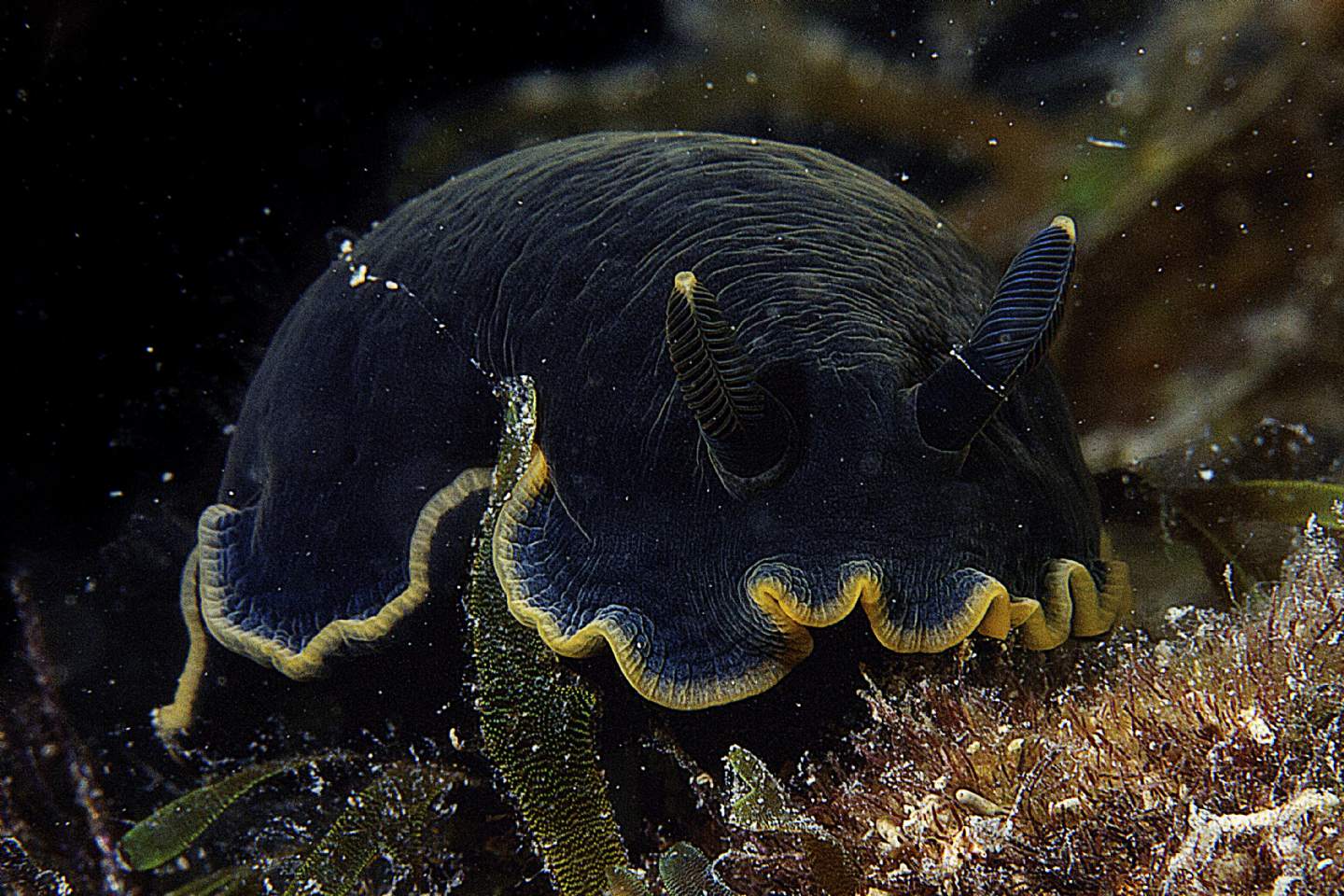 Raccolta di nudibranchi del Mar Piccolo