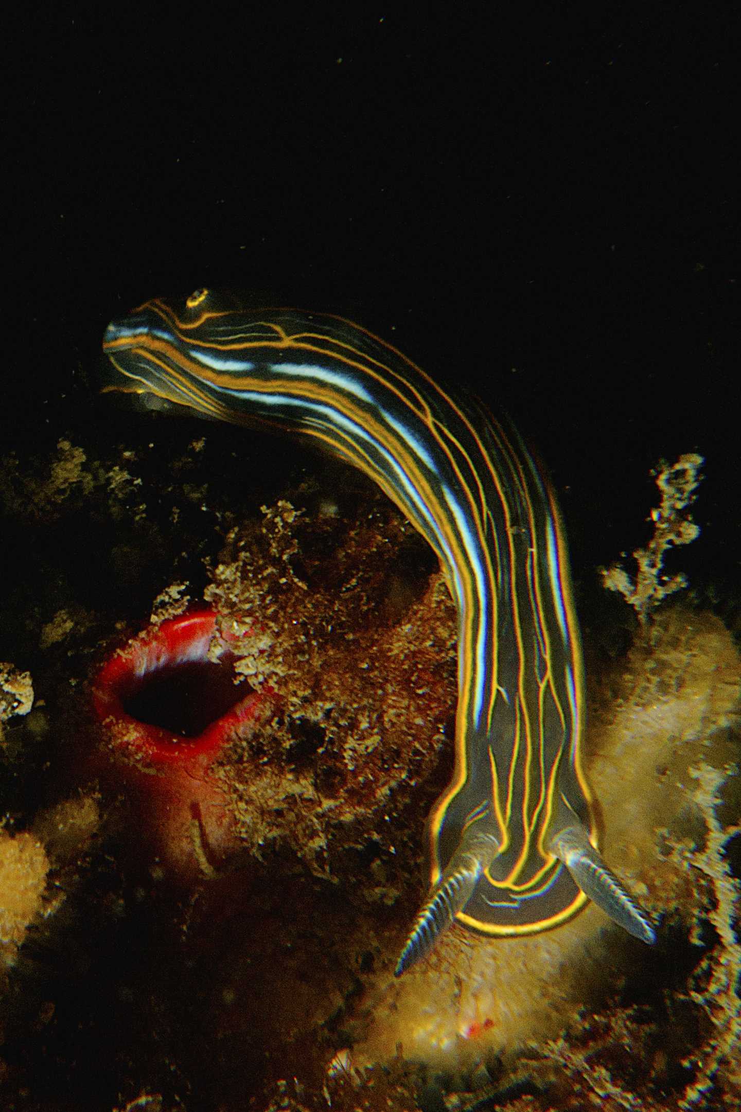 Raccolta di nudibranchi del Mar Piccolo