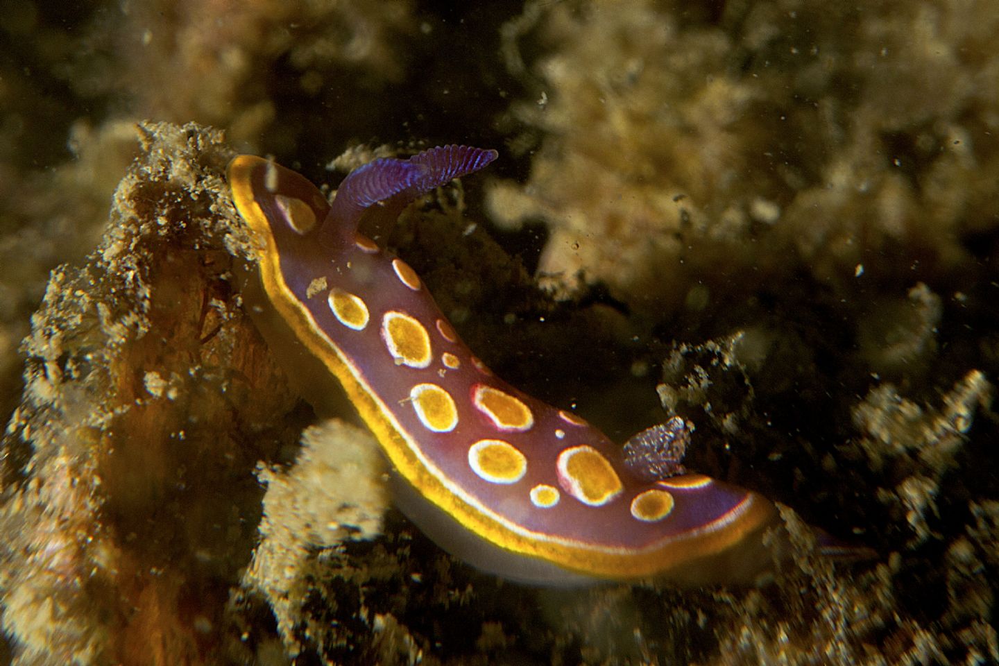 Raccolta di nudibranchi del Mar Piccolo