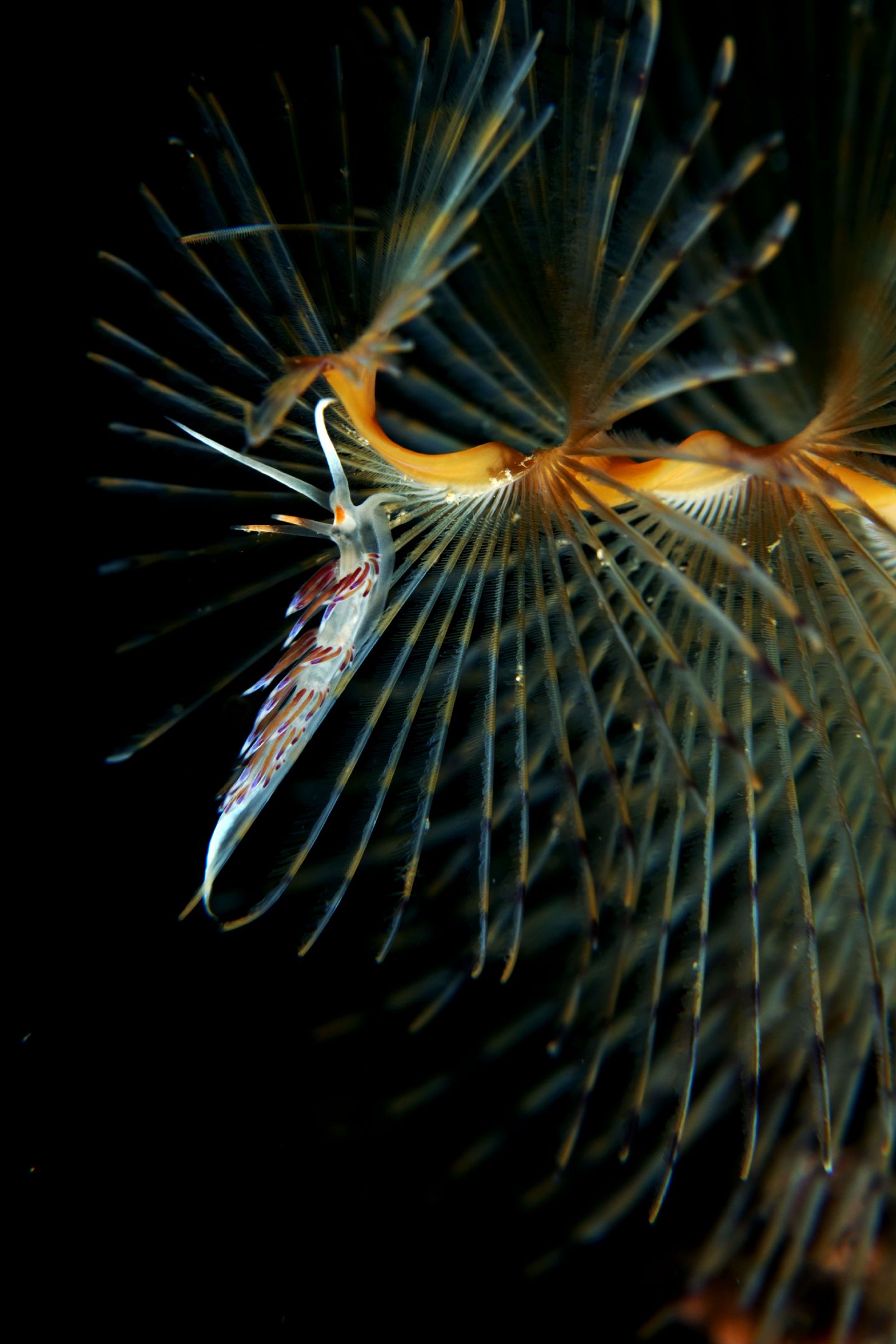 Raccolta di nudibranchi del Mar Piccolo