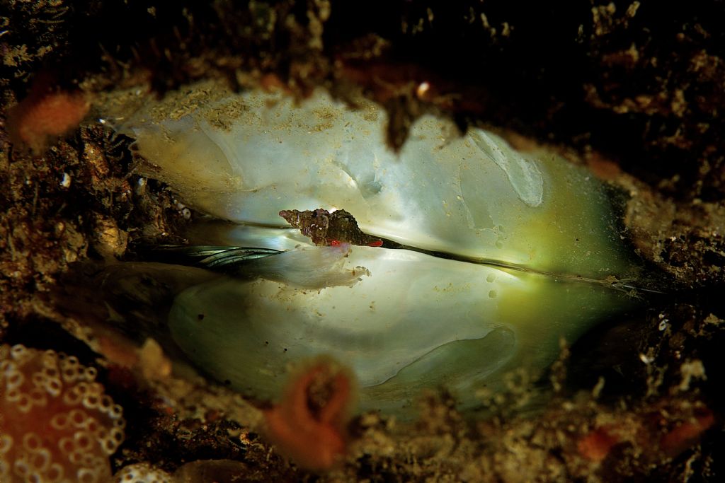 piccolo gasteropode in deposizione?