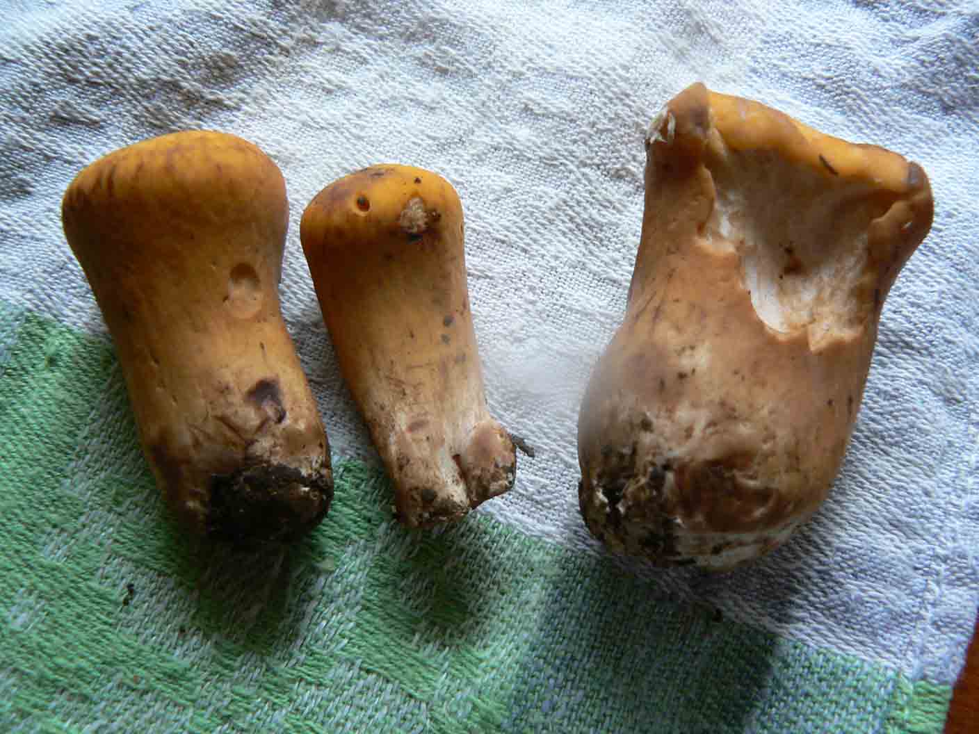 Clavaria ?