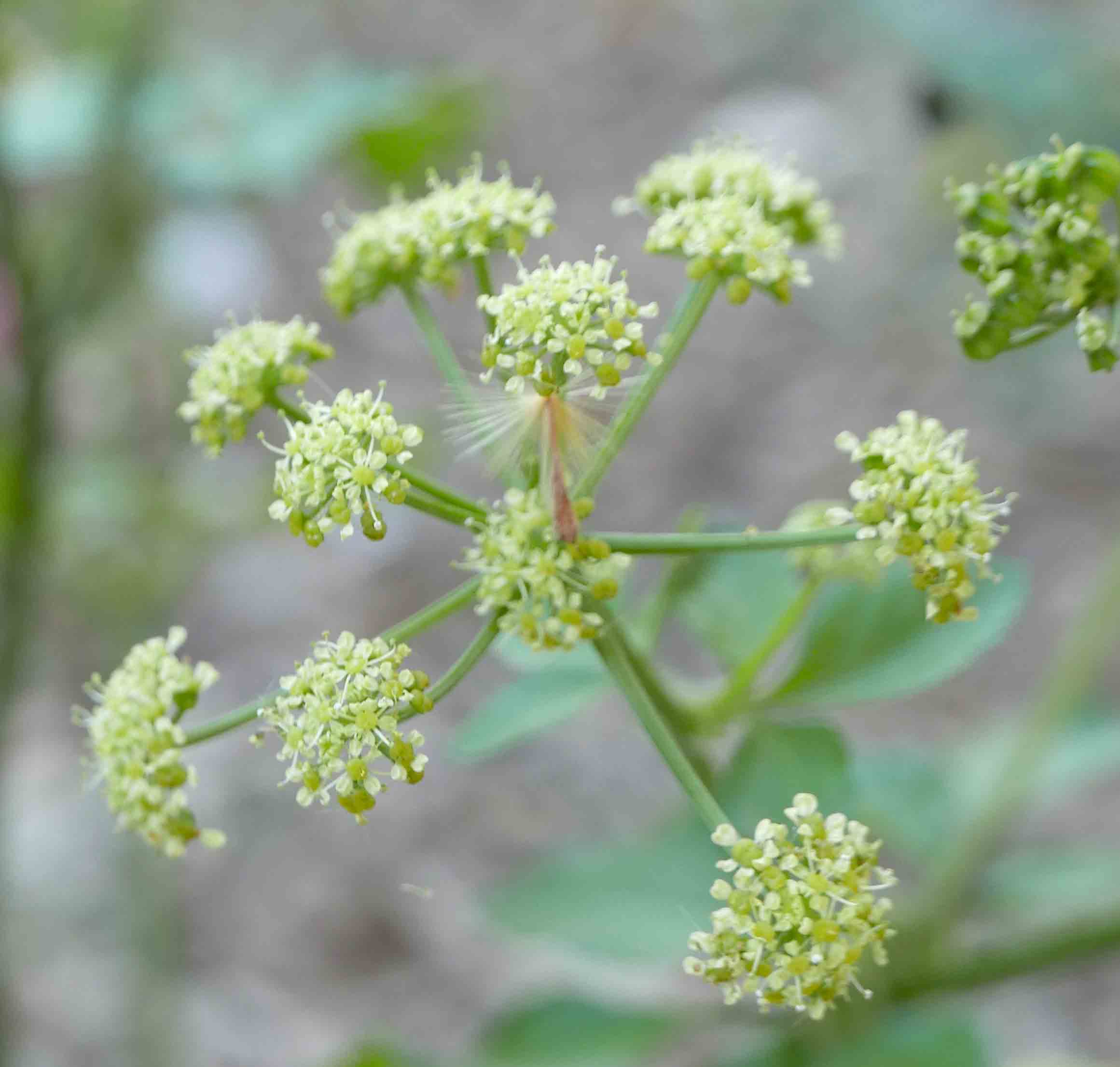 Smyrnium olusatrum