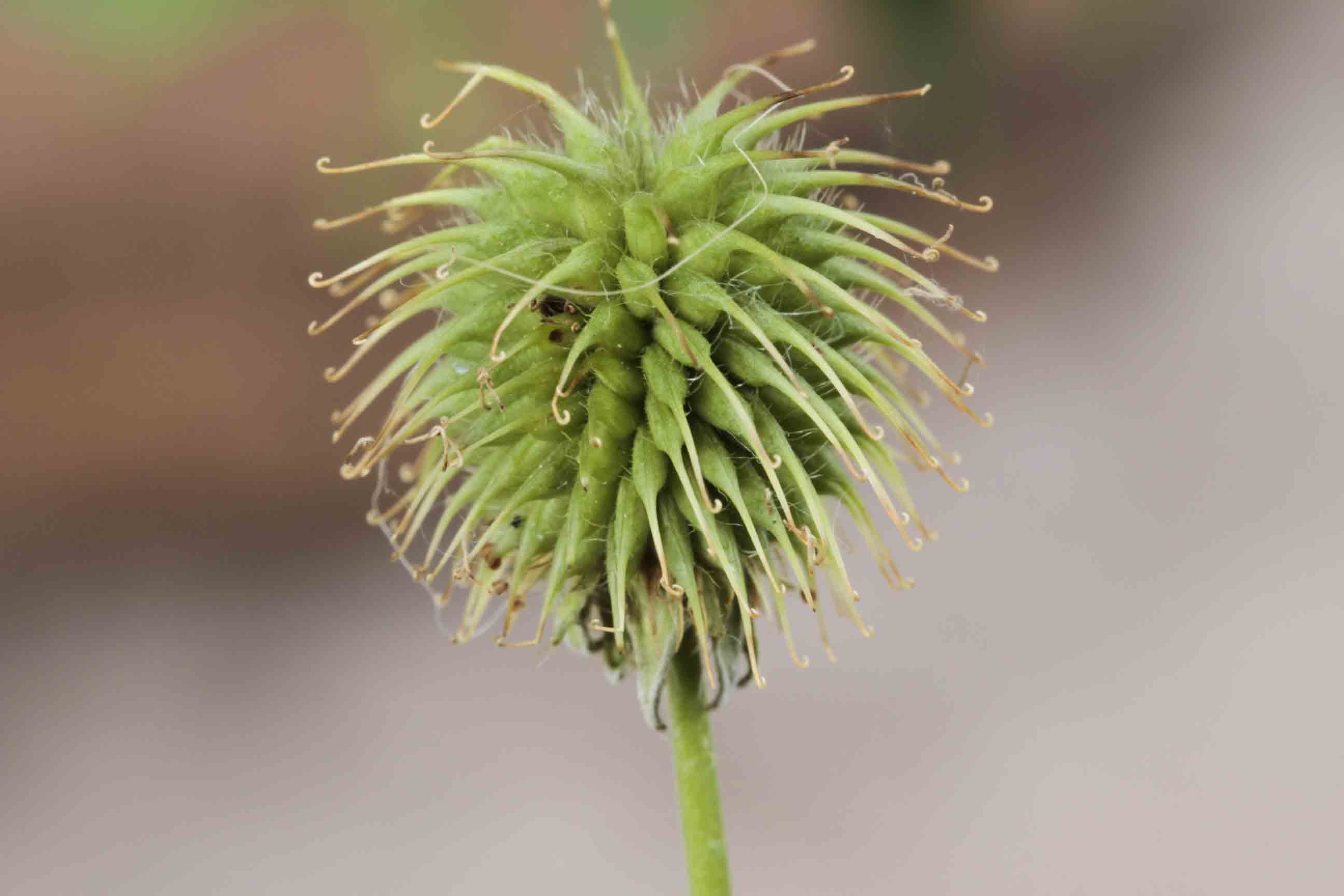 Geum urbanum  / Cariofillata comune