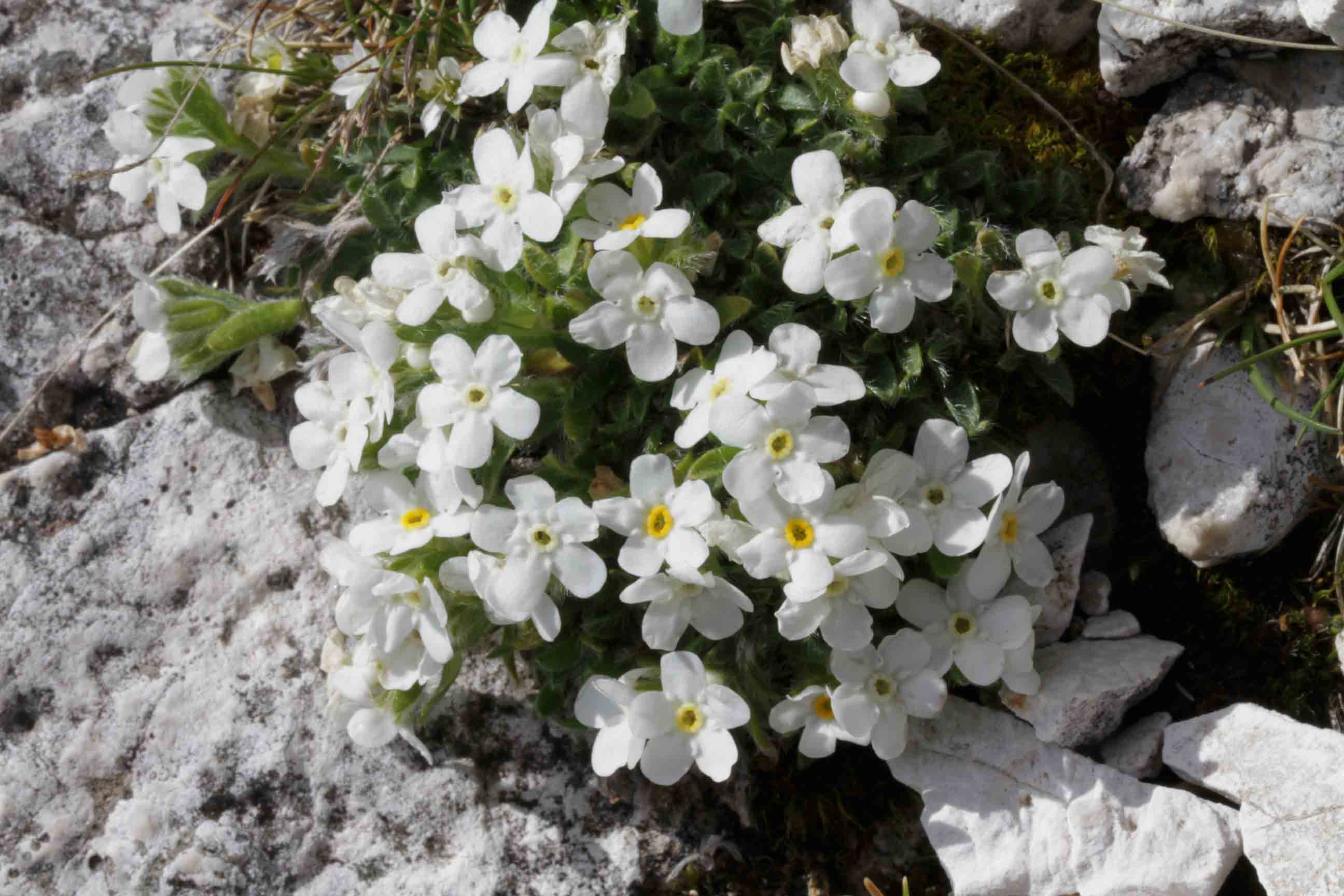 Androsace hausmannii / Androsace di Hausmann ed Eritrichium nanum