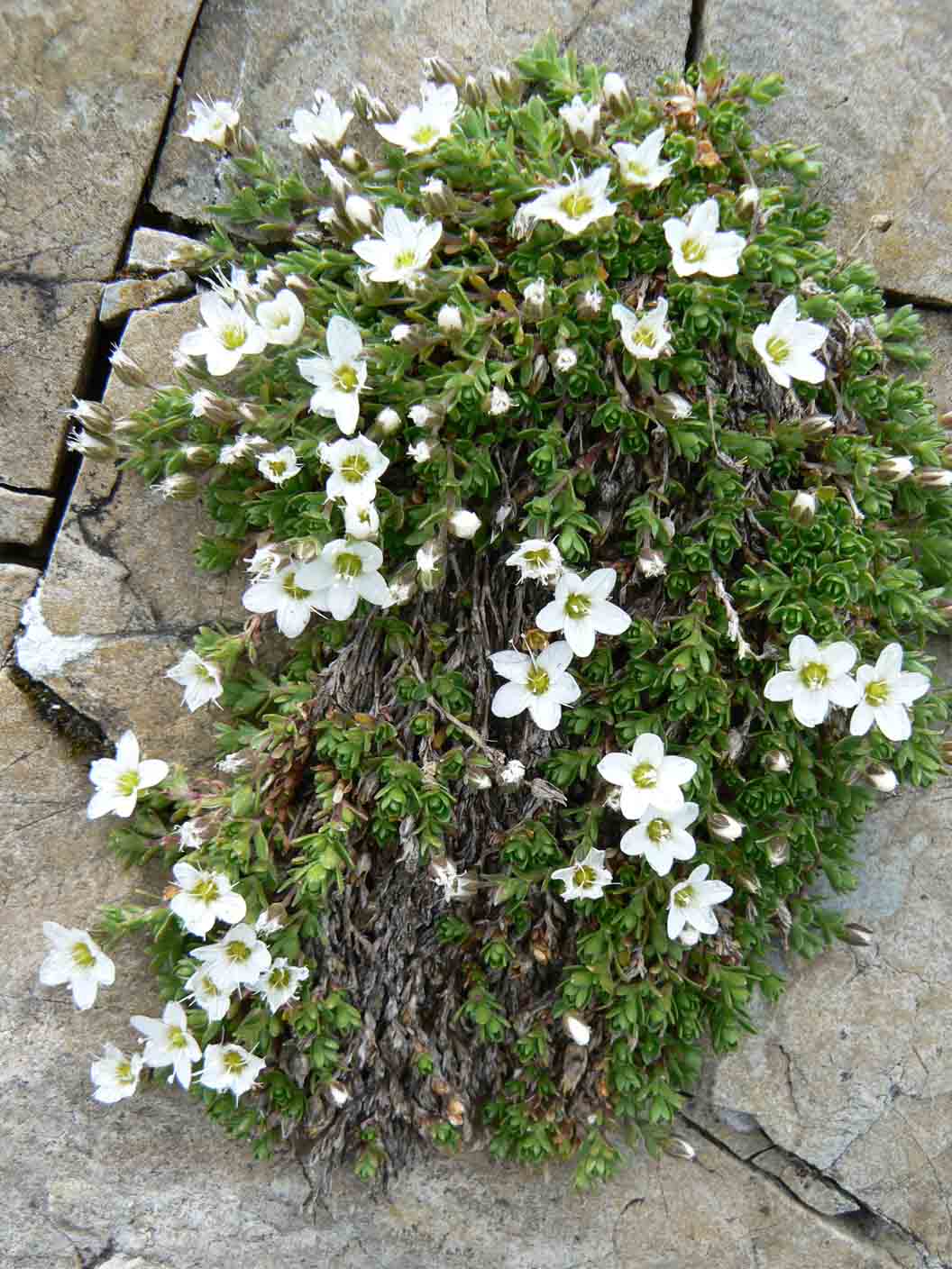 Arenaria ciliata / Arenaria cigliata