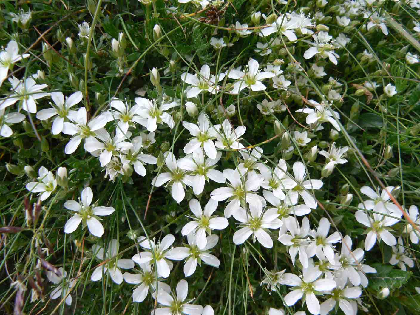 Arenaria gothica ssp. moehringioides/Arenaria moehringioide