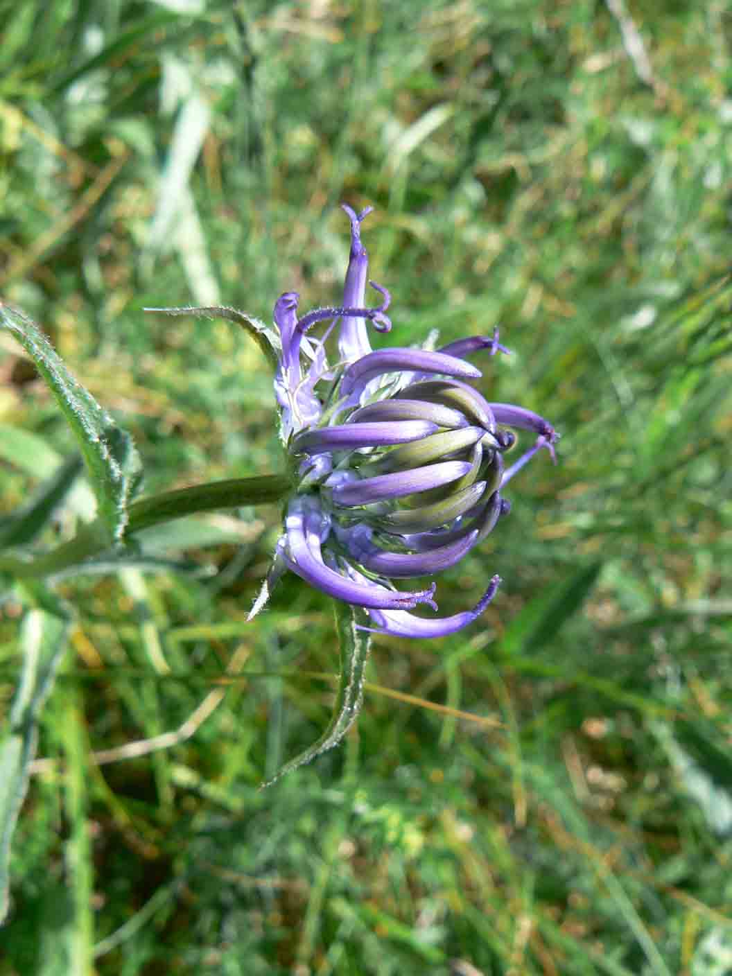 Phyteuma orbiculare