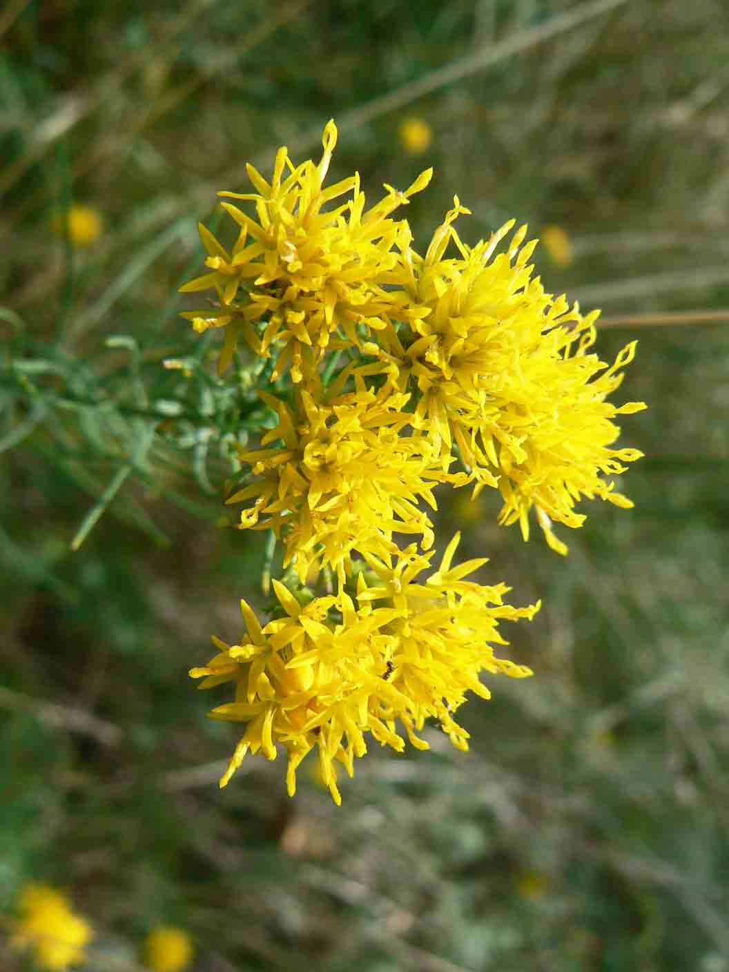 Galatella linosyris
