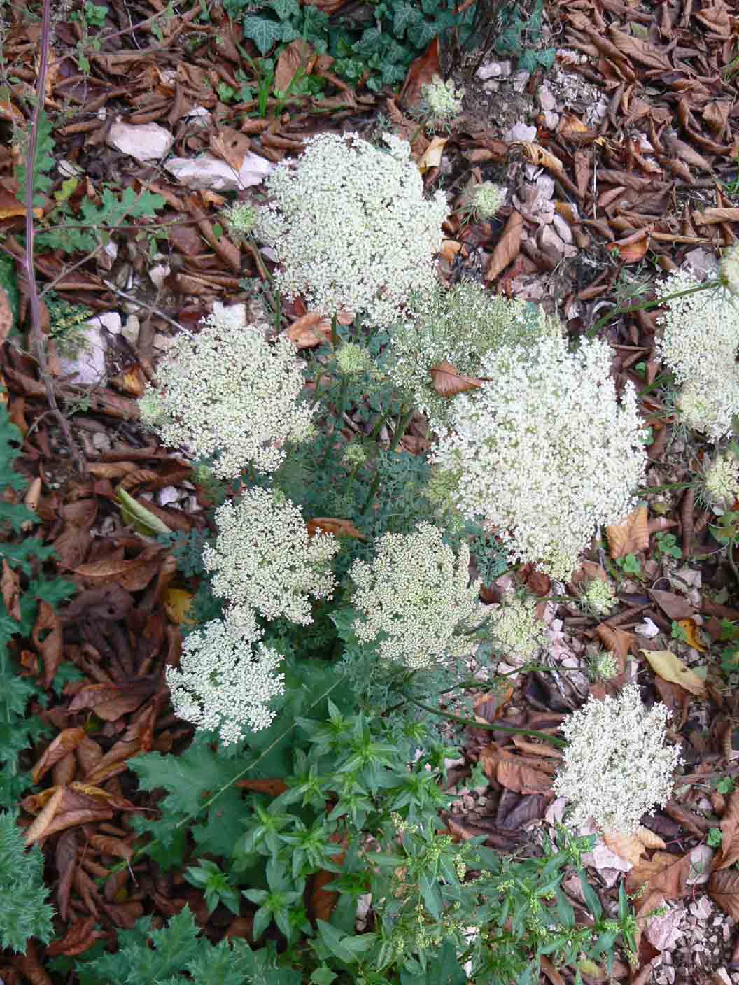 Apiacea - Daucus carota