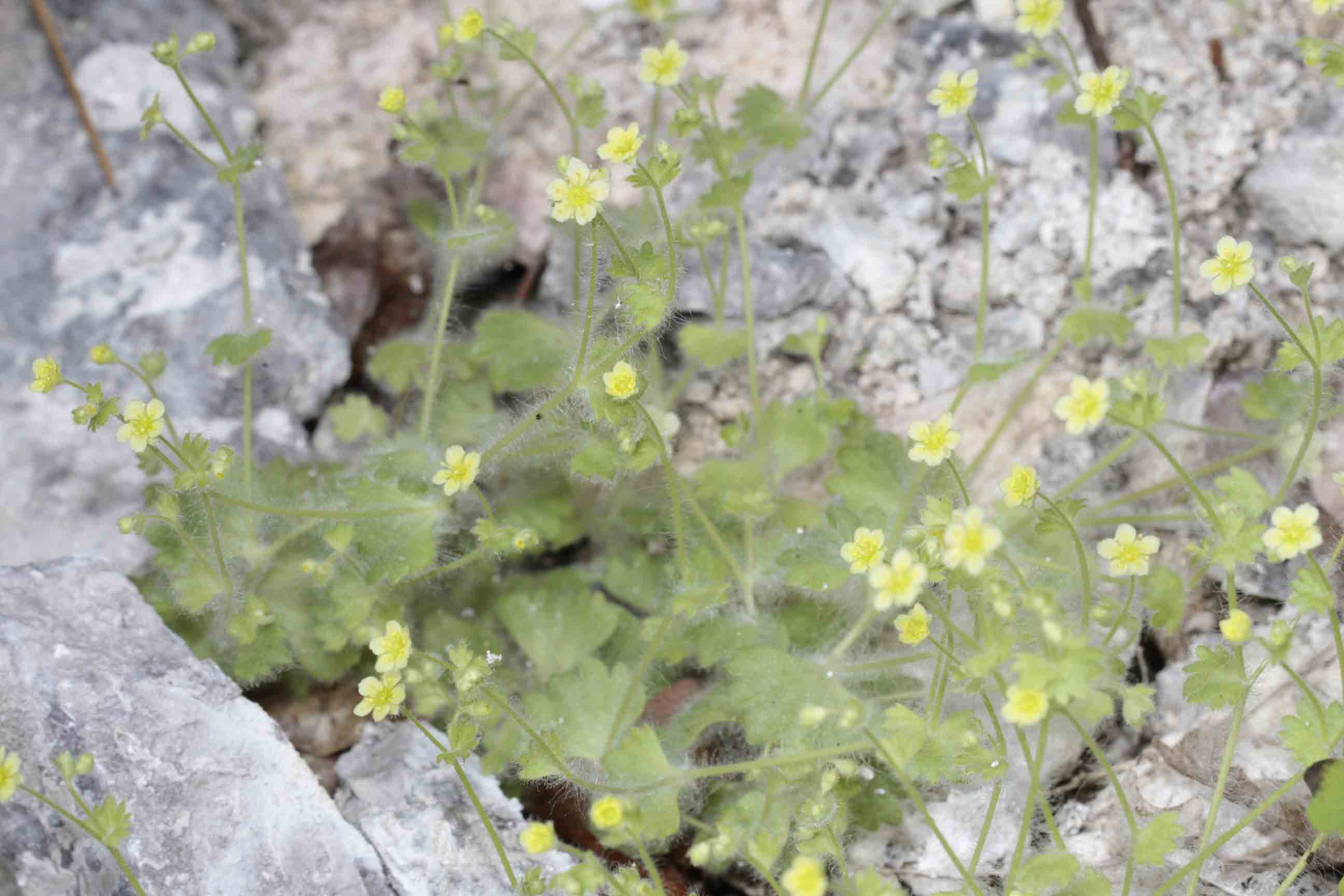 Saxifraga arachnoidea  / Sassifraga ragnatelosa