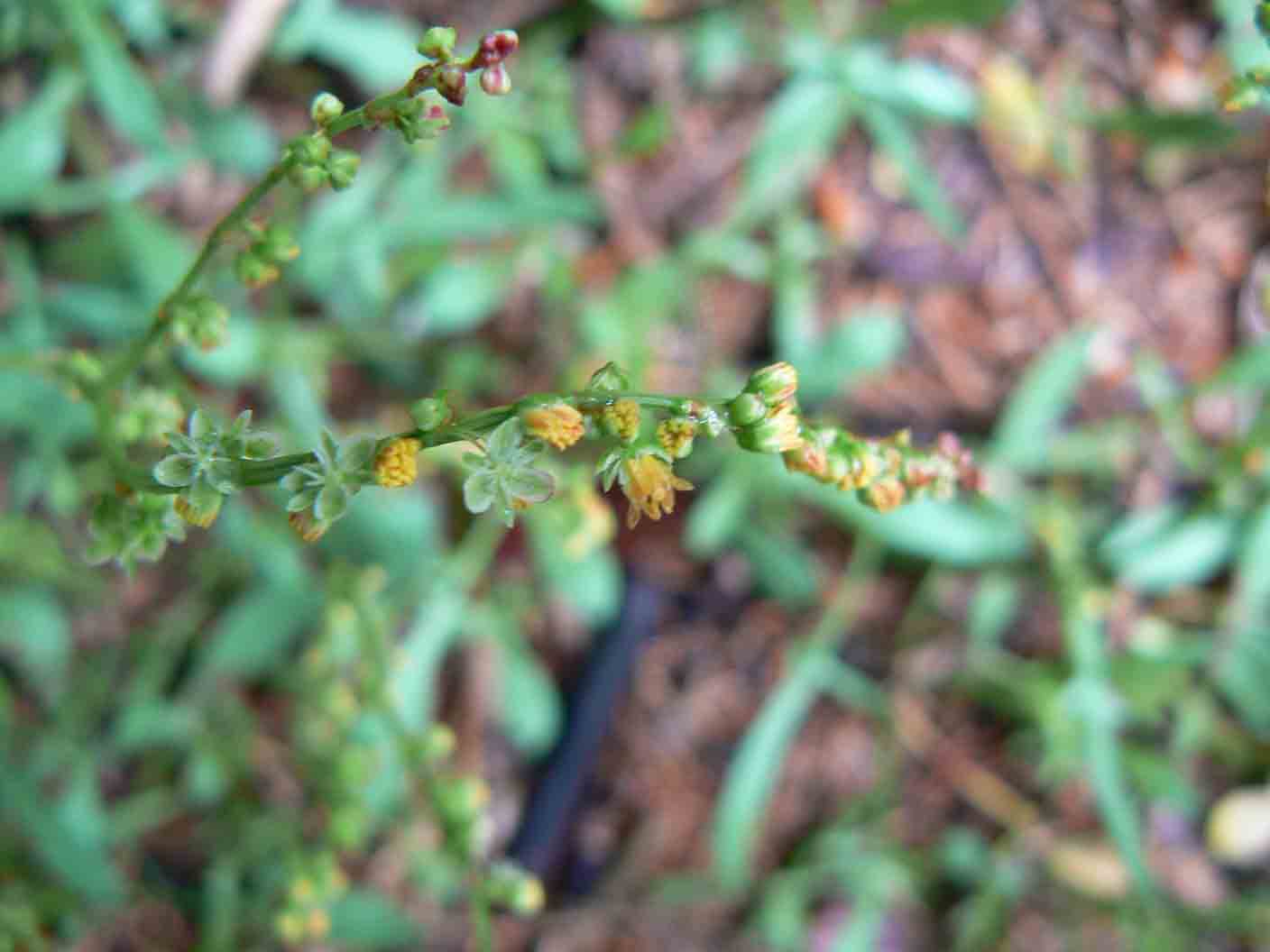 Reseda phyteuma