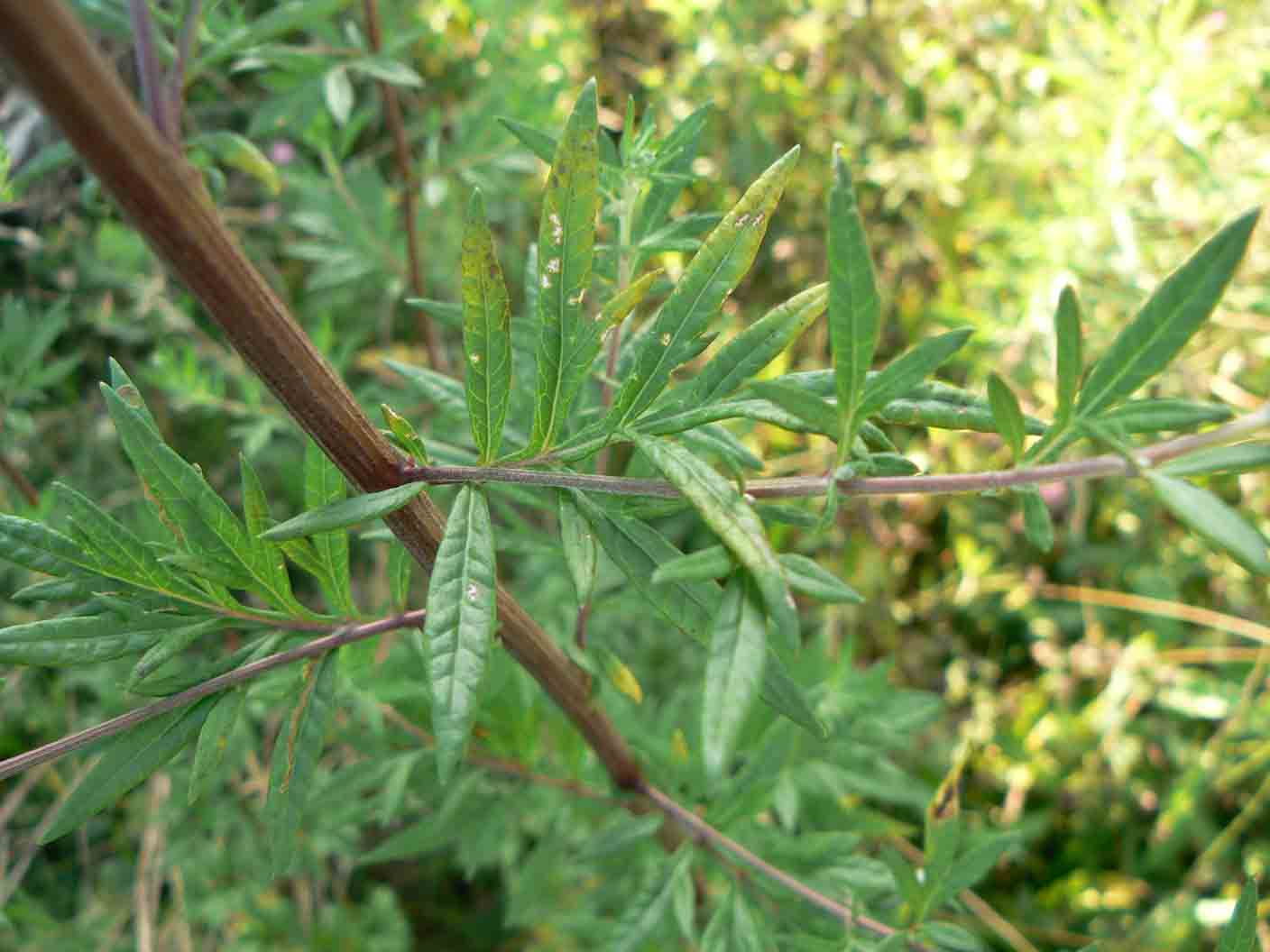 Artemisia vulgaris