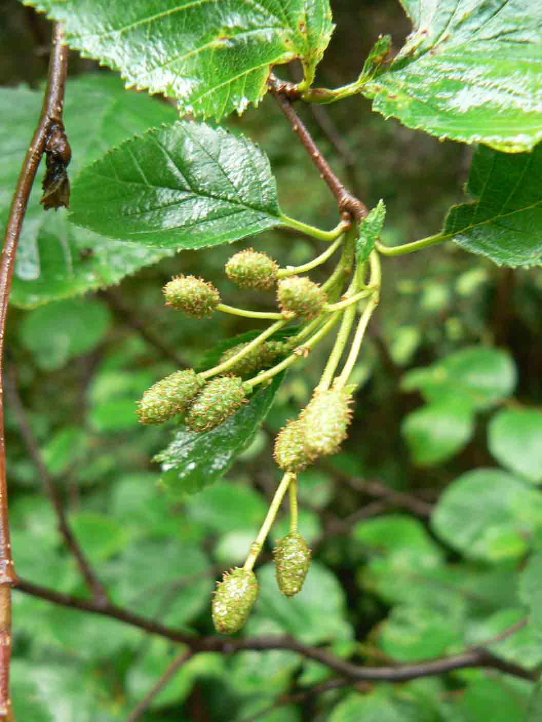 Alnus viridis / Ontano verde