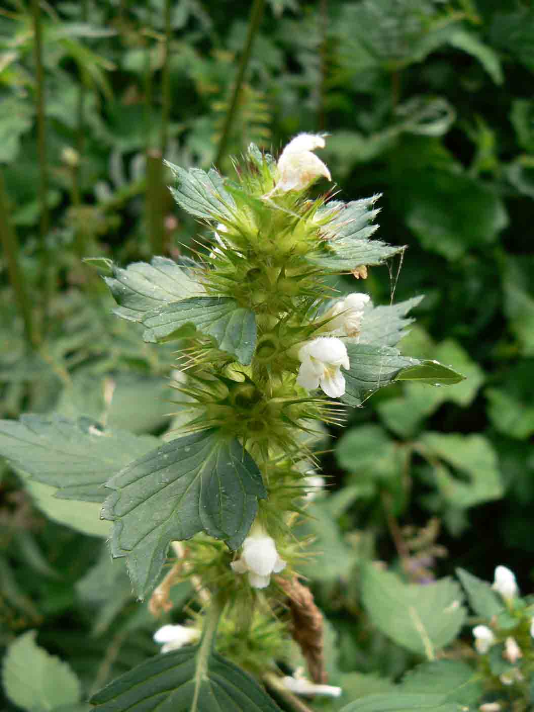 Galeopsis tetrahit / Canapetta comune
