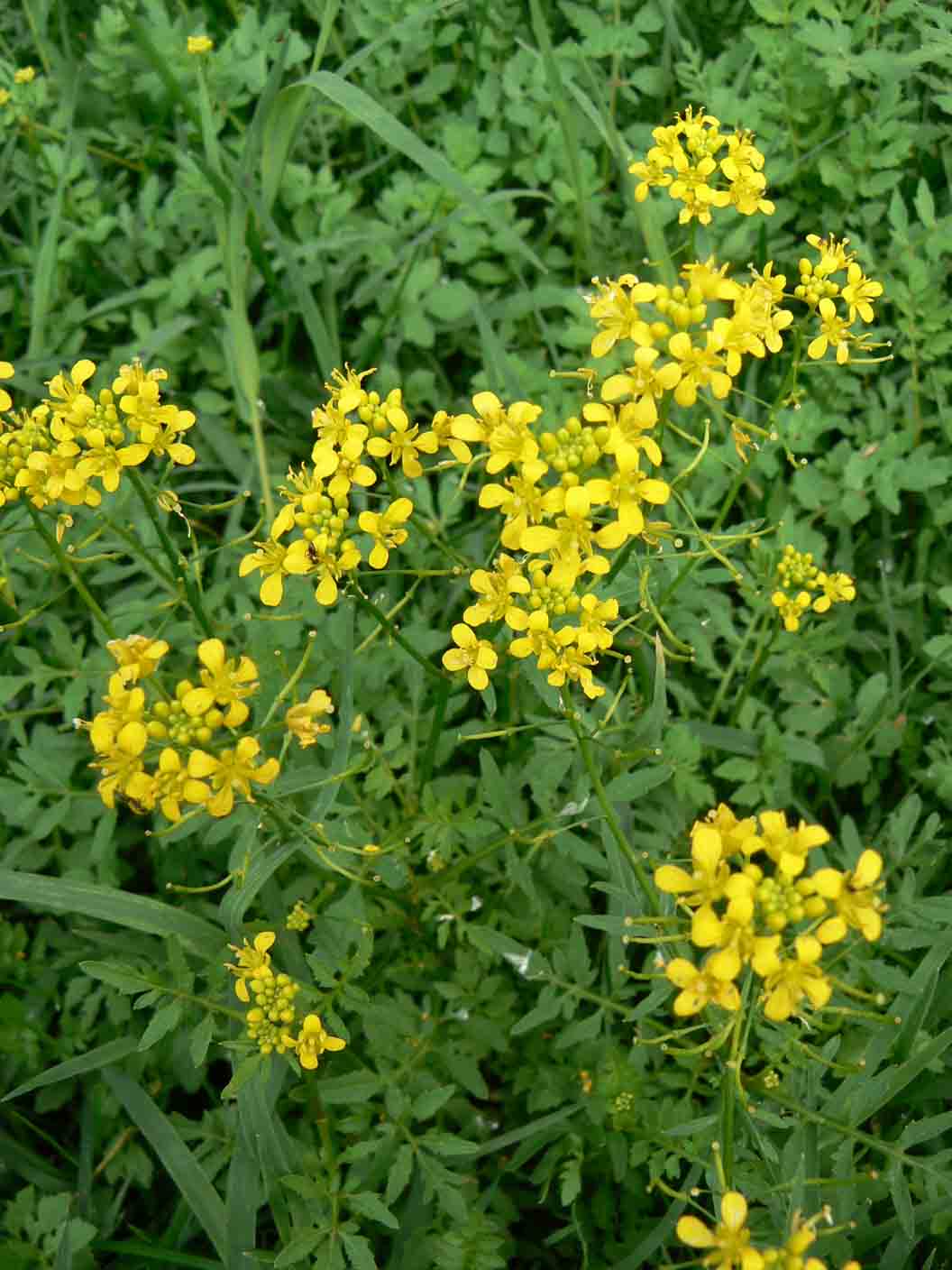 Rorippa sylvestris /  Crescione radicina