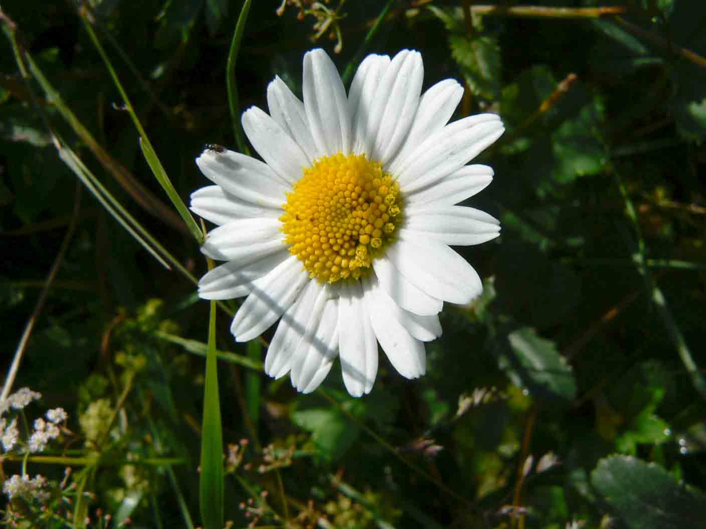 Leucanthemum ircutianum / Margherita tetraploide