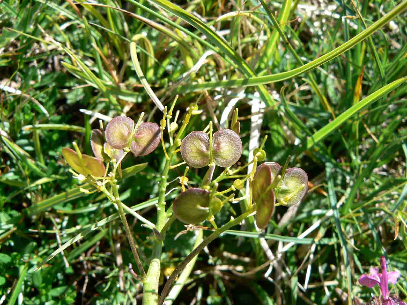 Biscutella laevigata / Biscutella montanina