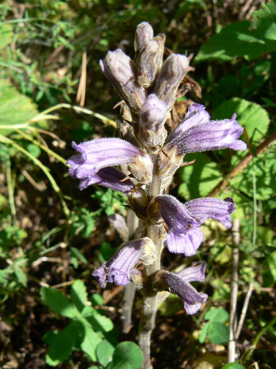 Orobanche purpurea / Succiamele azzurro