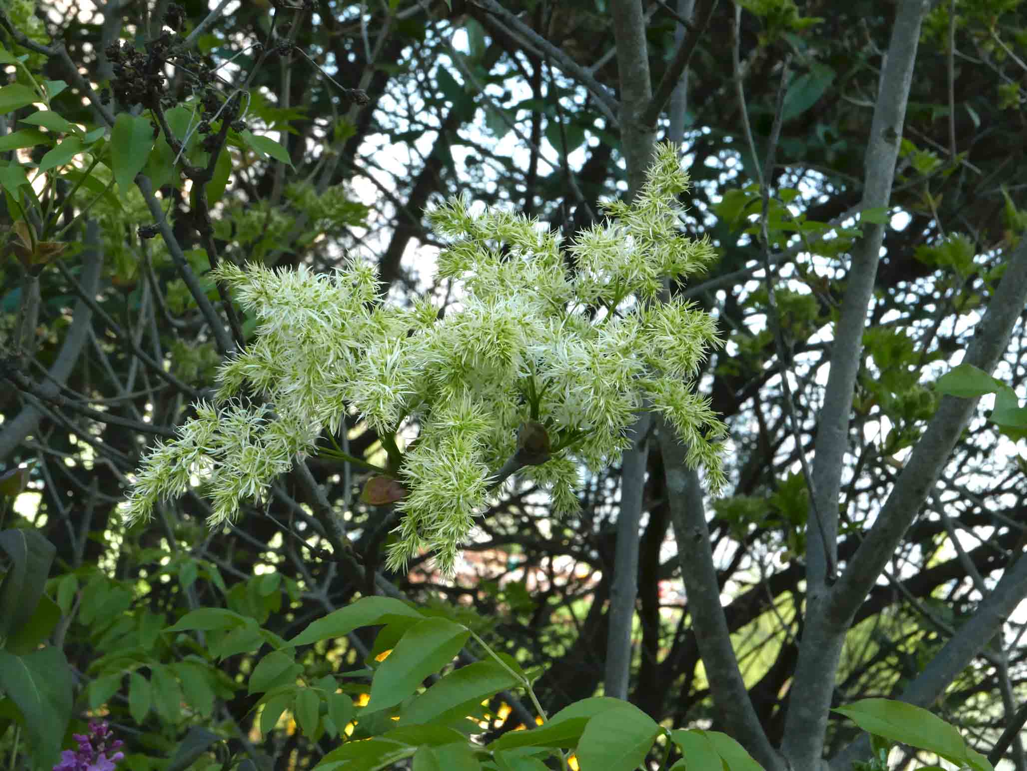 Fraxinus ornus