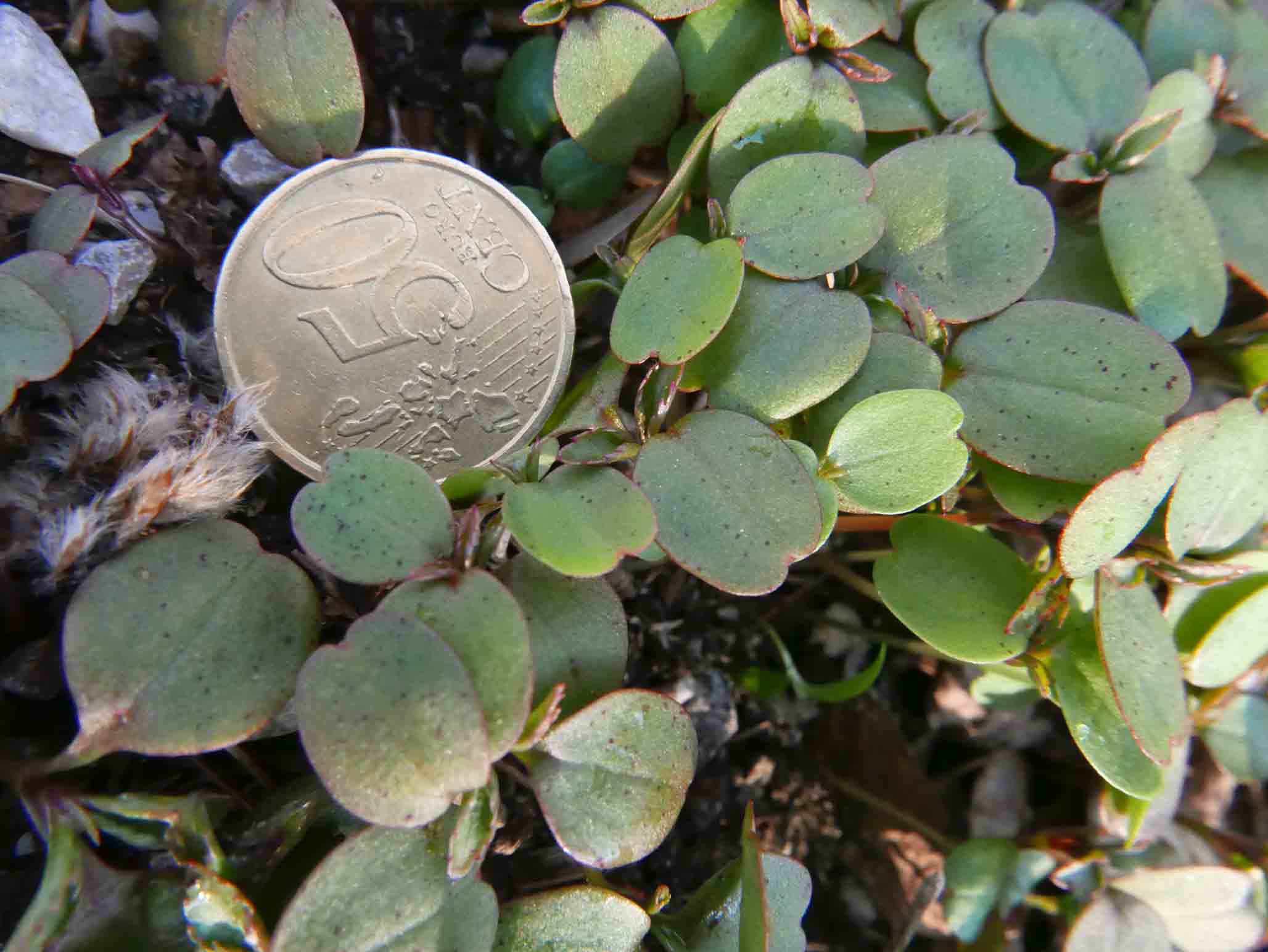 Cotiledoni di Impatiens glandulifera