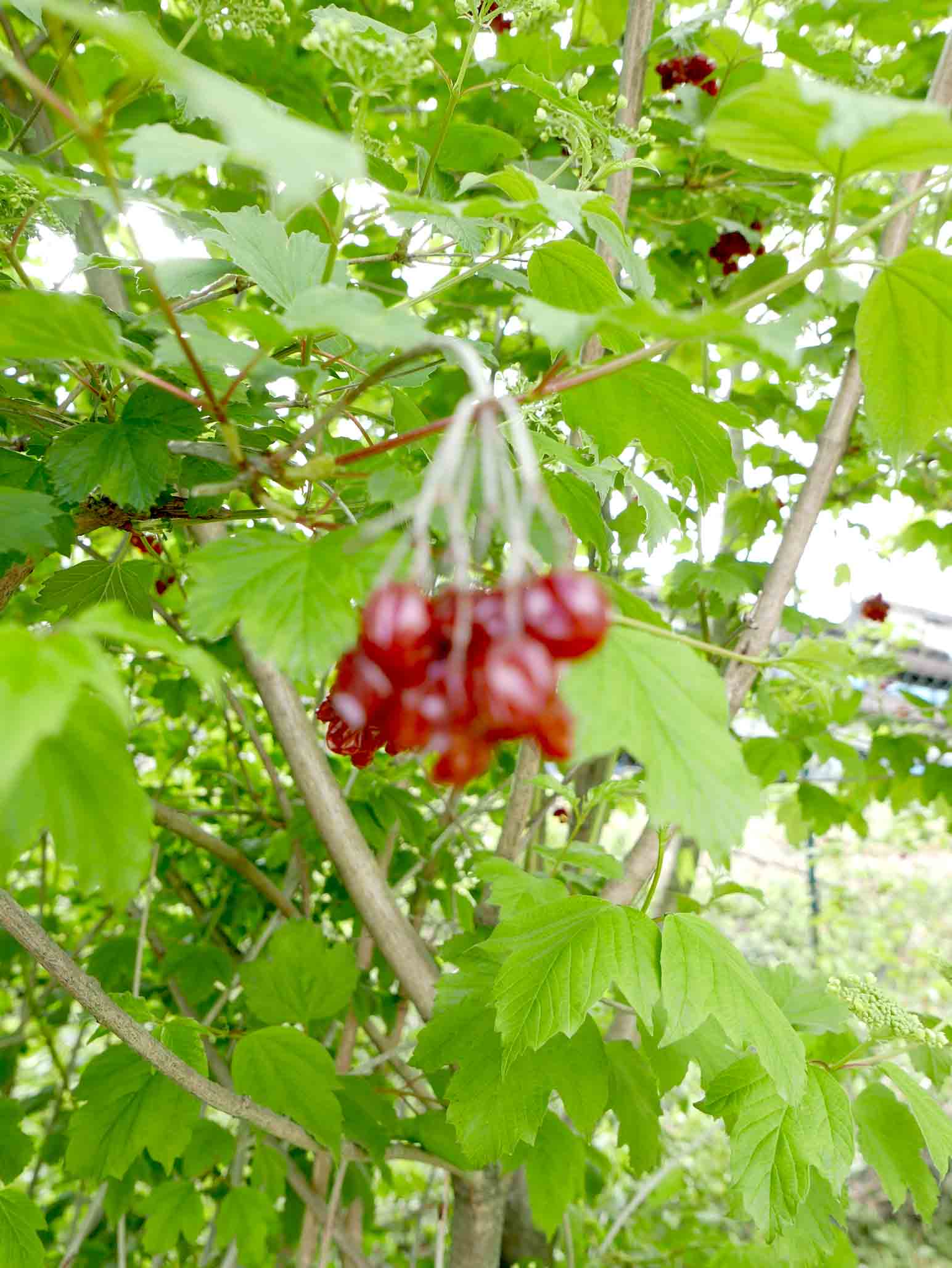 Viburnum opulus