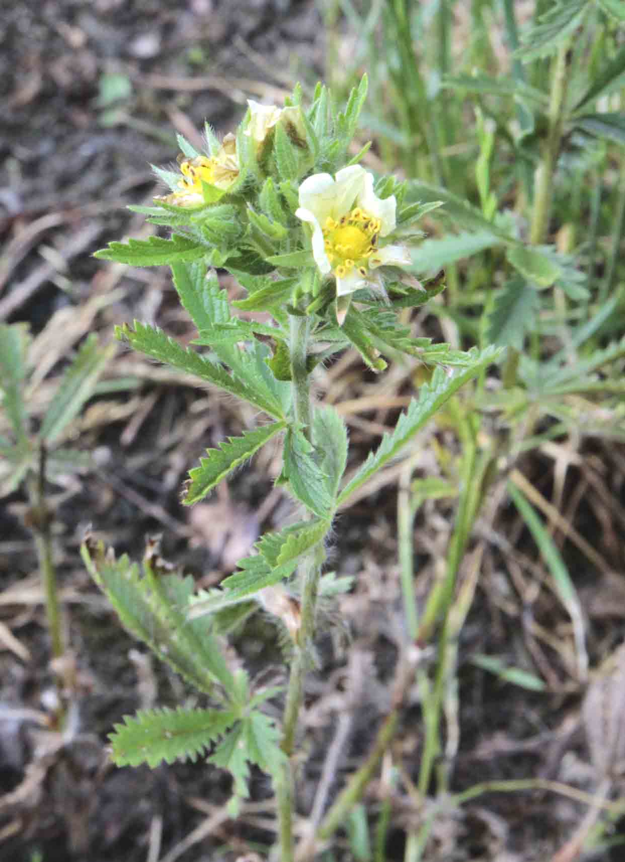 Potentilla recta / Cinquefoglia diritta