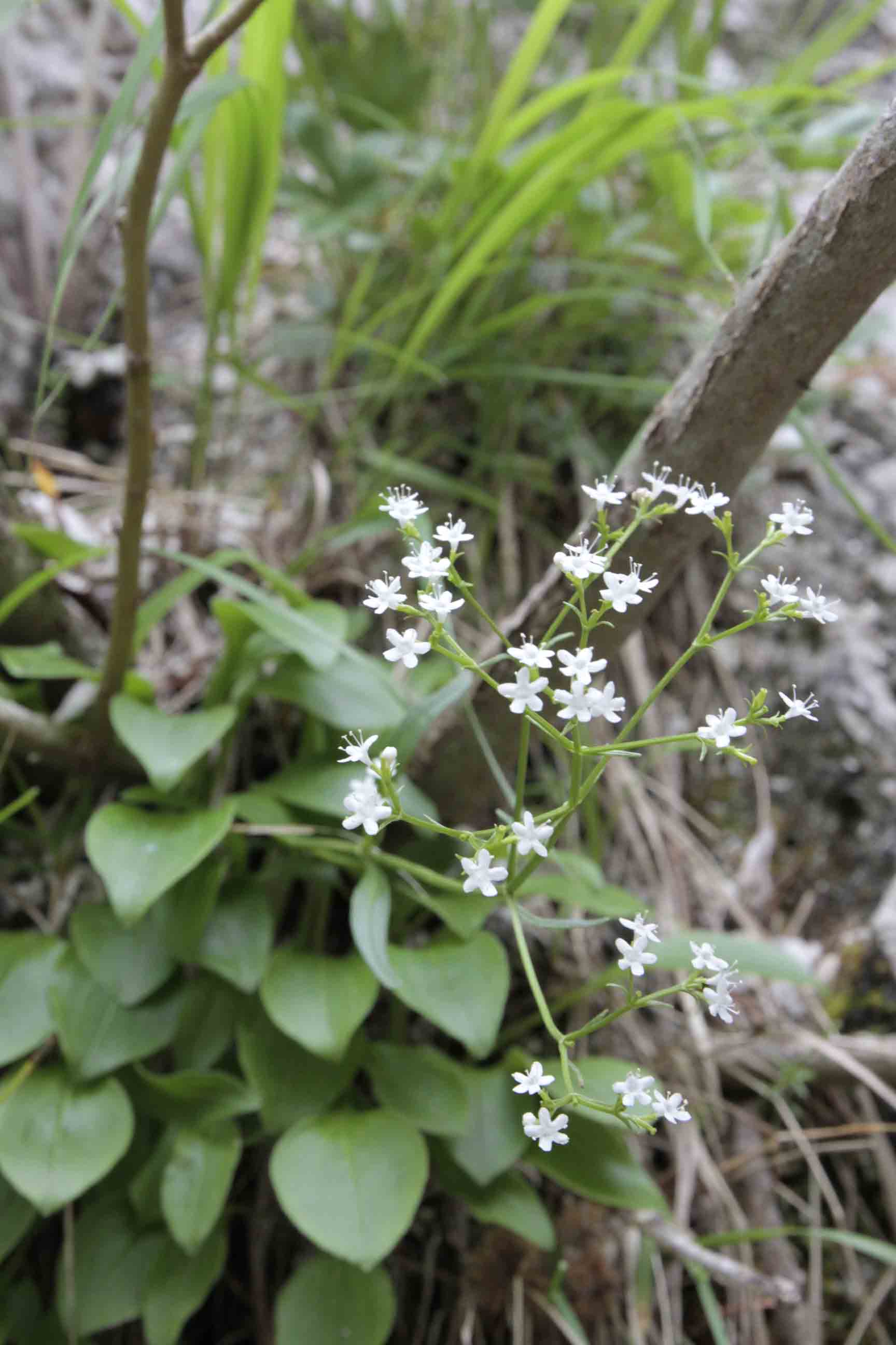 Valeriana saxatilis / Valeriana delle rupi
