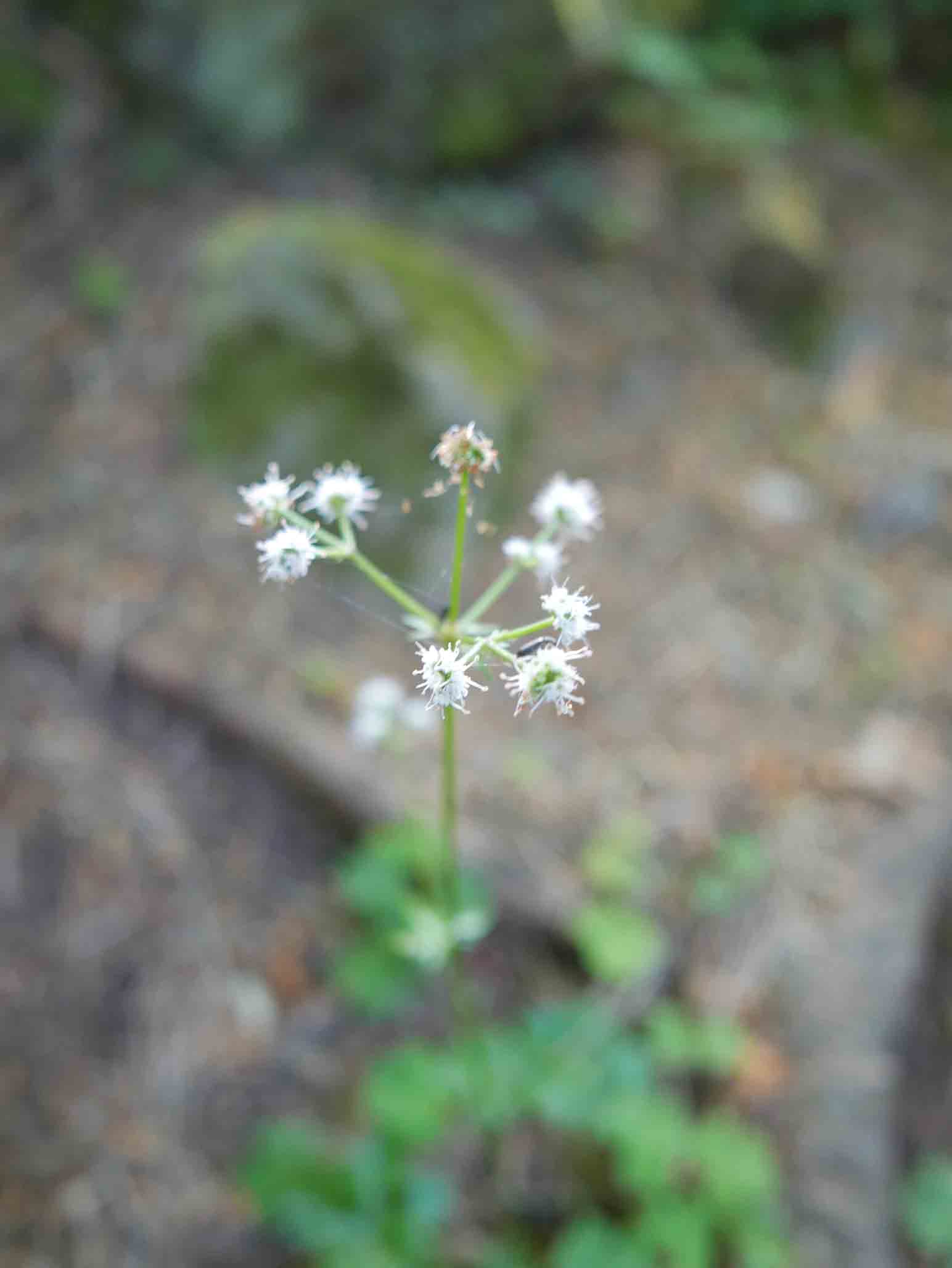 Sanicula europea