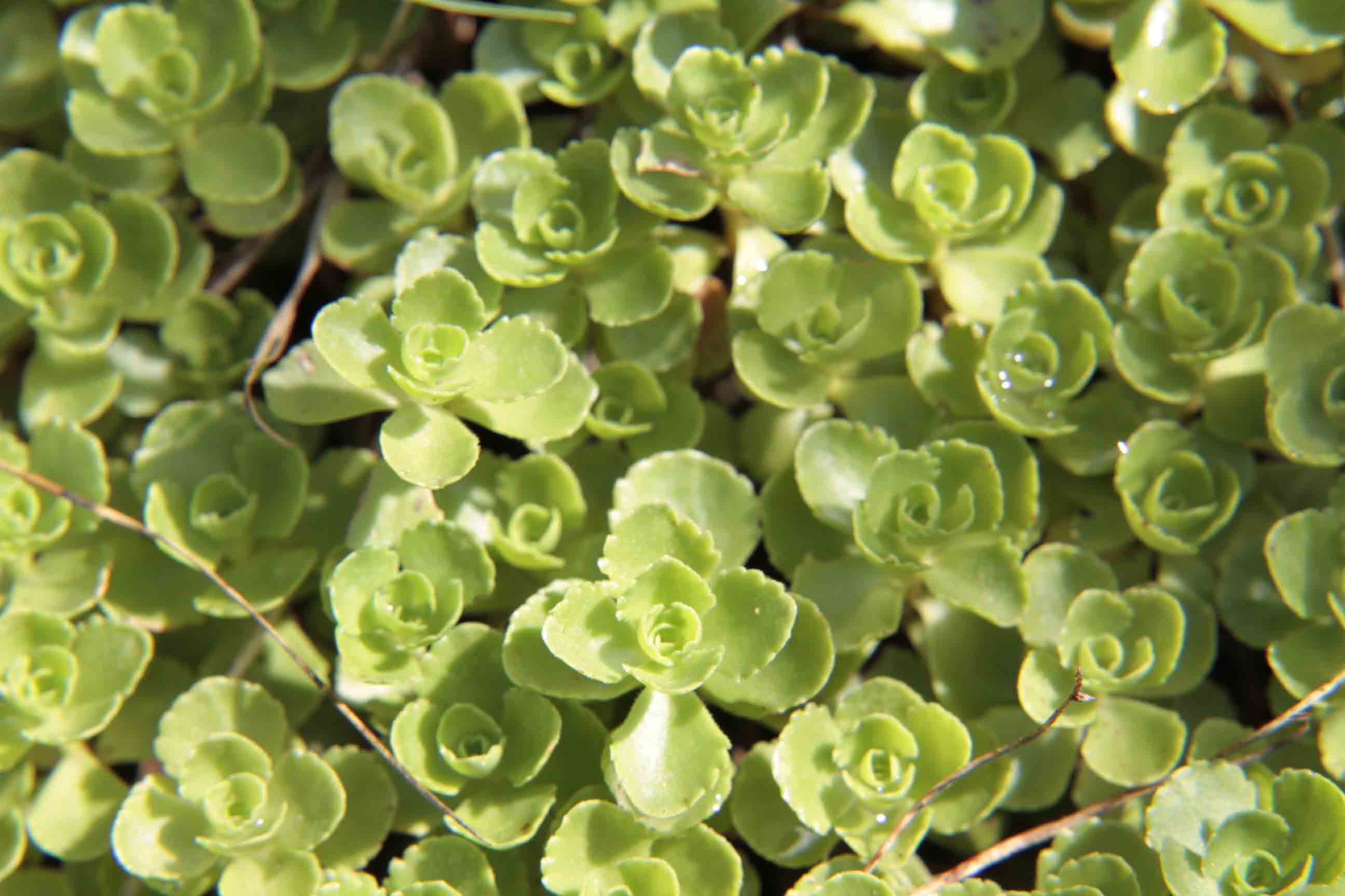 Sedum spurium (=Phedimus spurius) / Borracina caucasica