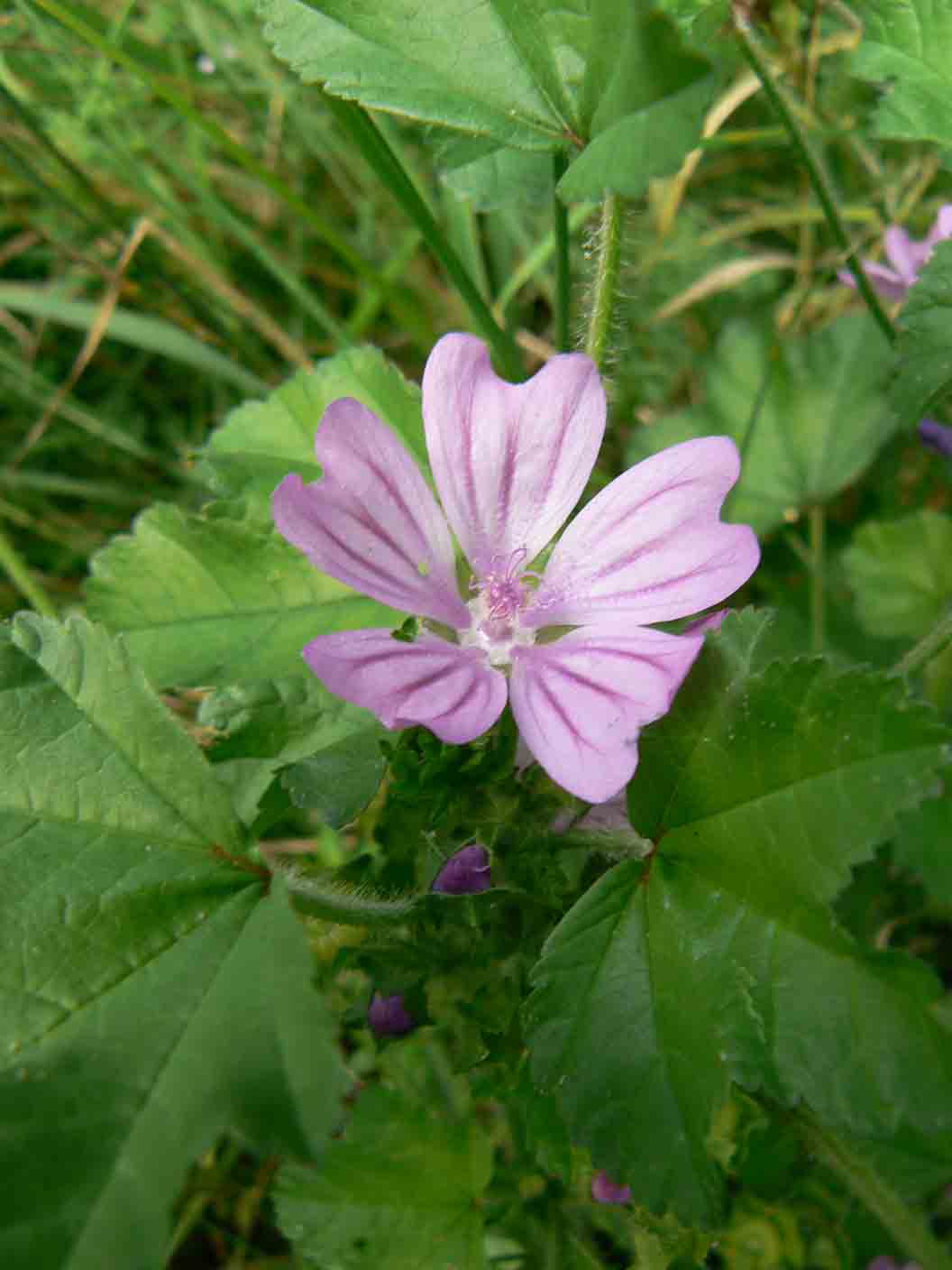 Malva sylvestris