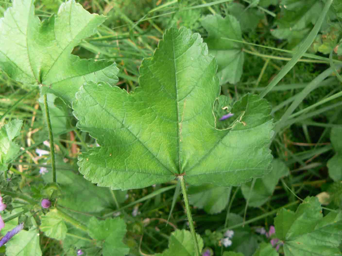 Malva sylvestris