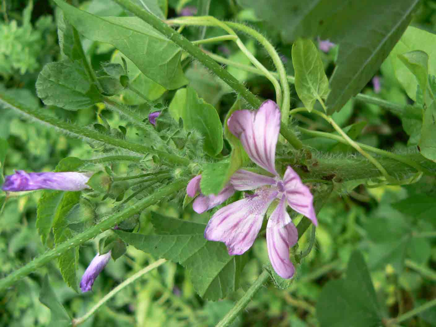 Malva sylvestris