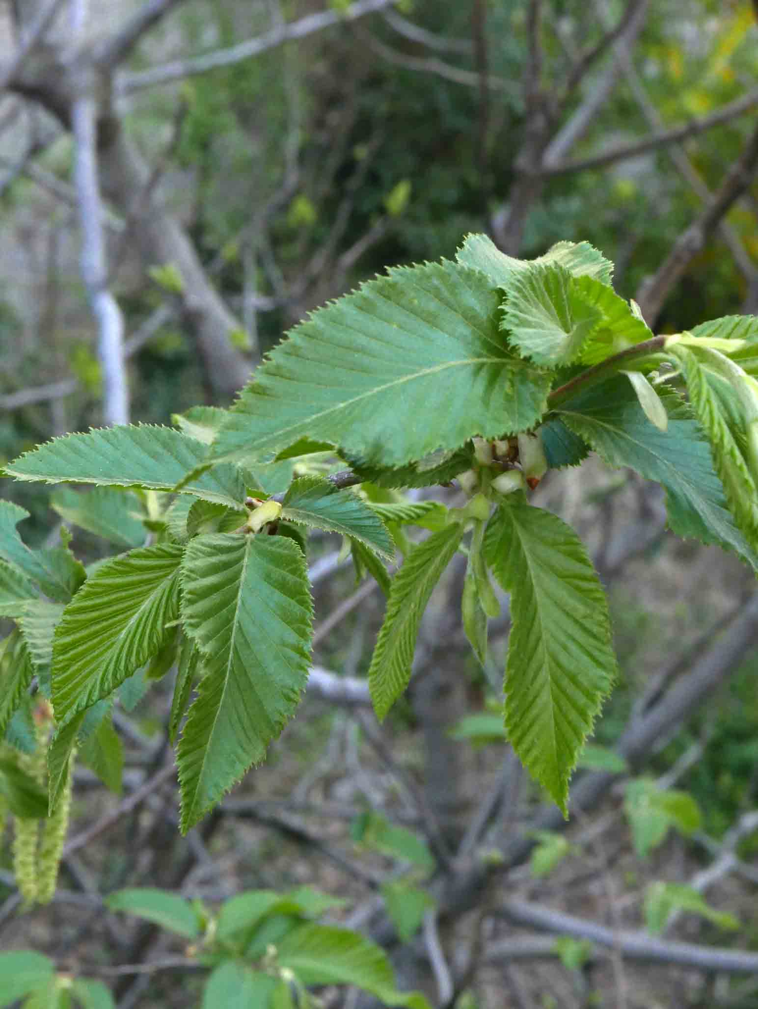 Ostrya carpinifolia / Carpino nero