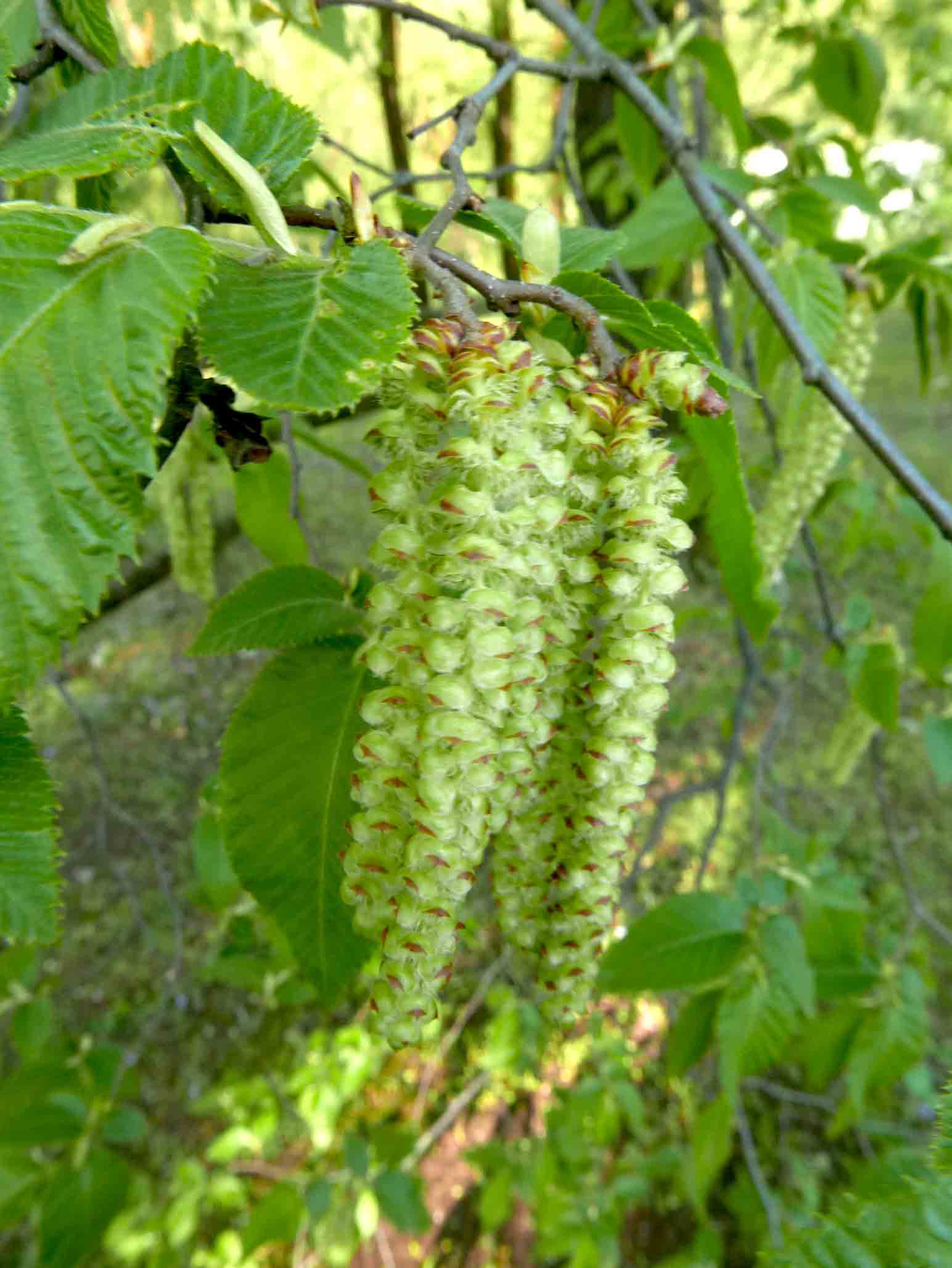 Ostrya carpinifolia / Carpino nero