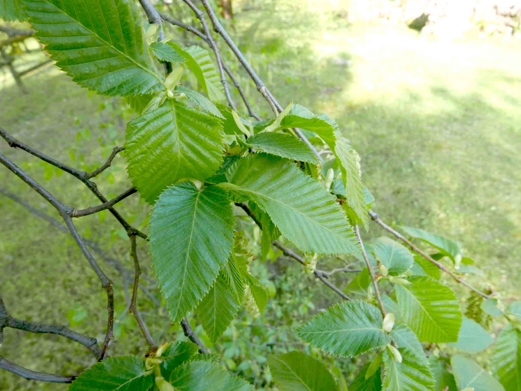 Ostrya carpinifolia / Carpino nero