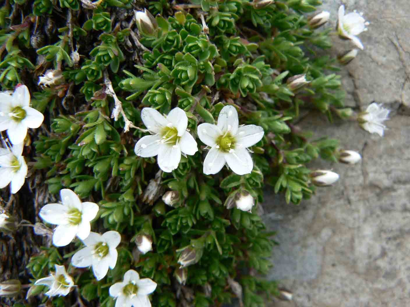 Arenaria ciliata / Arenaria cigliata