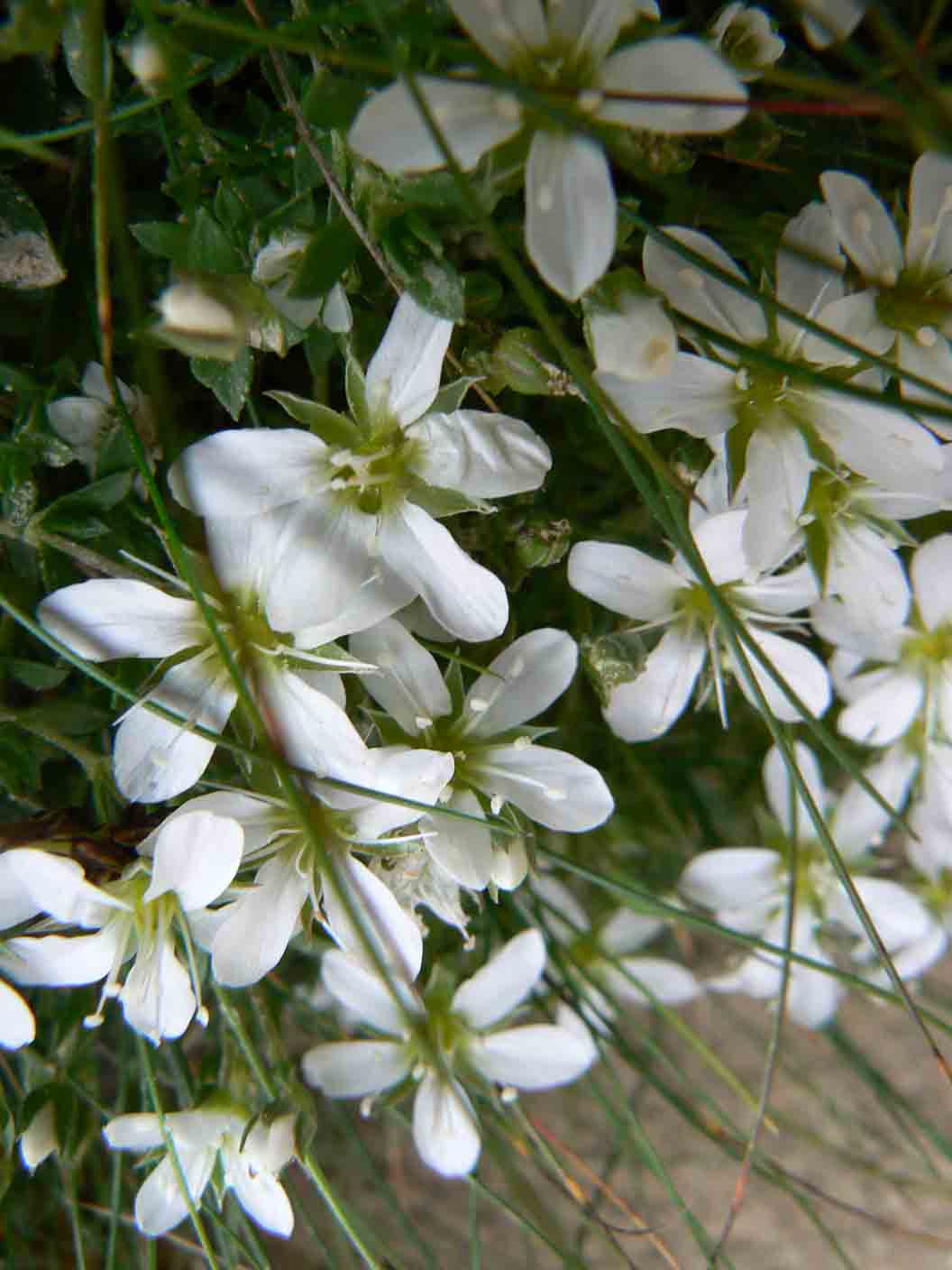 Arenaria gothica ssp. moehringioides/Arenaria moehringioide