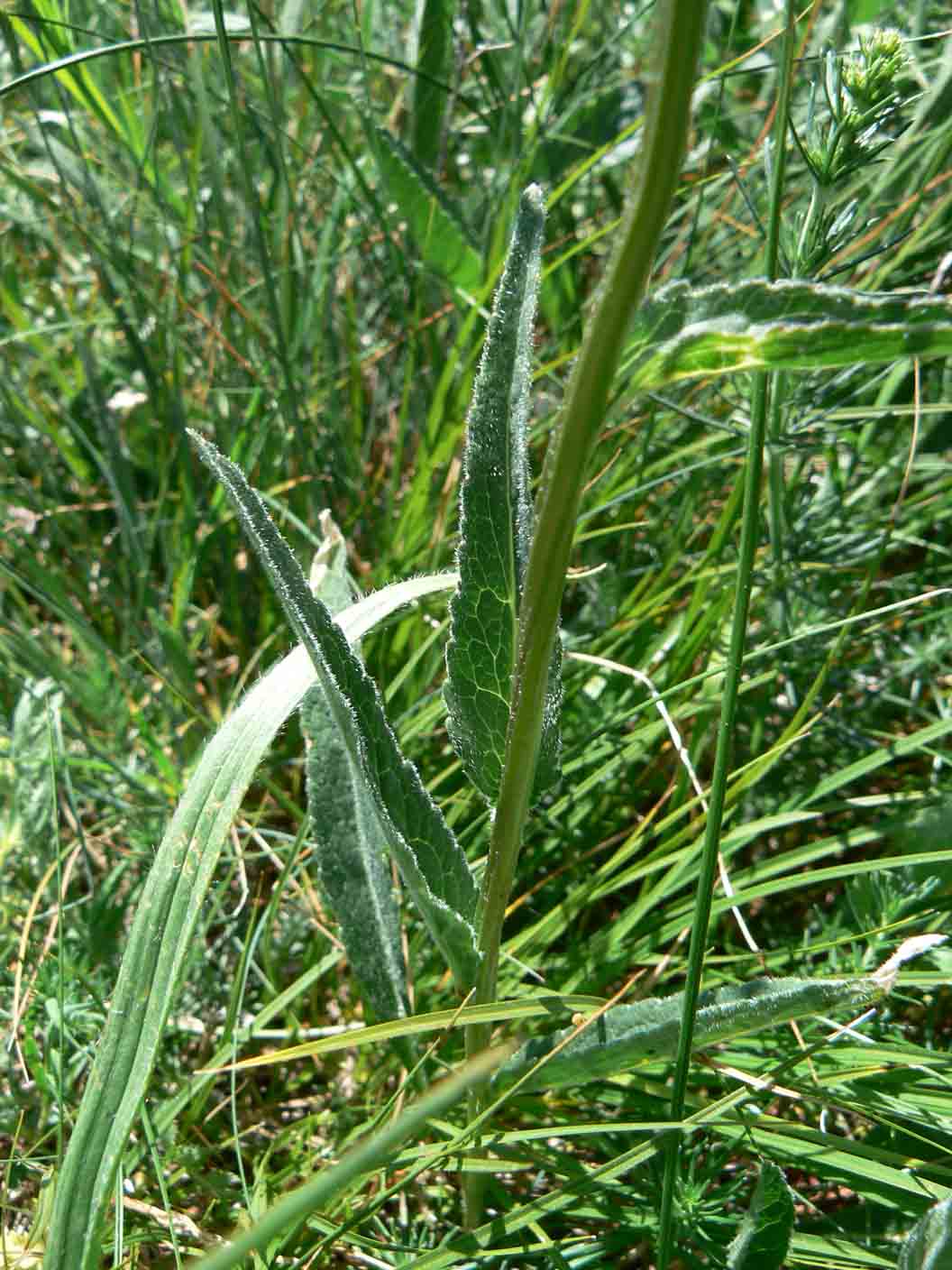 Phyteuma orbiculare