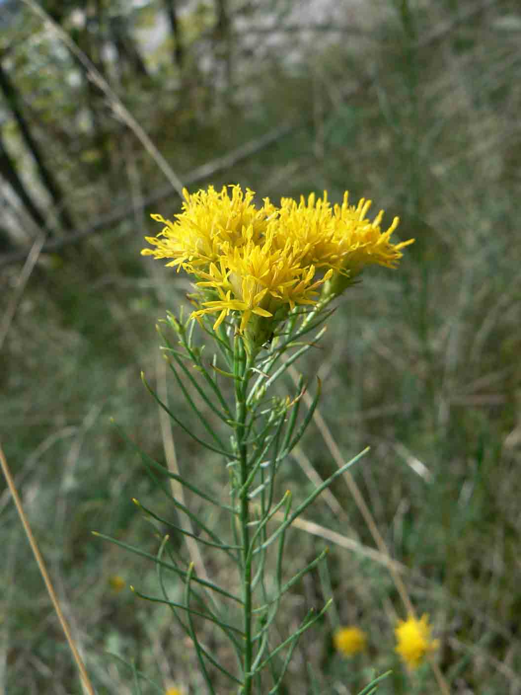 Galatella linosyris